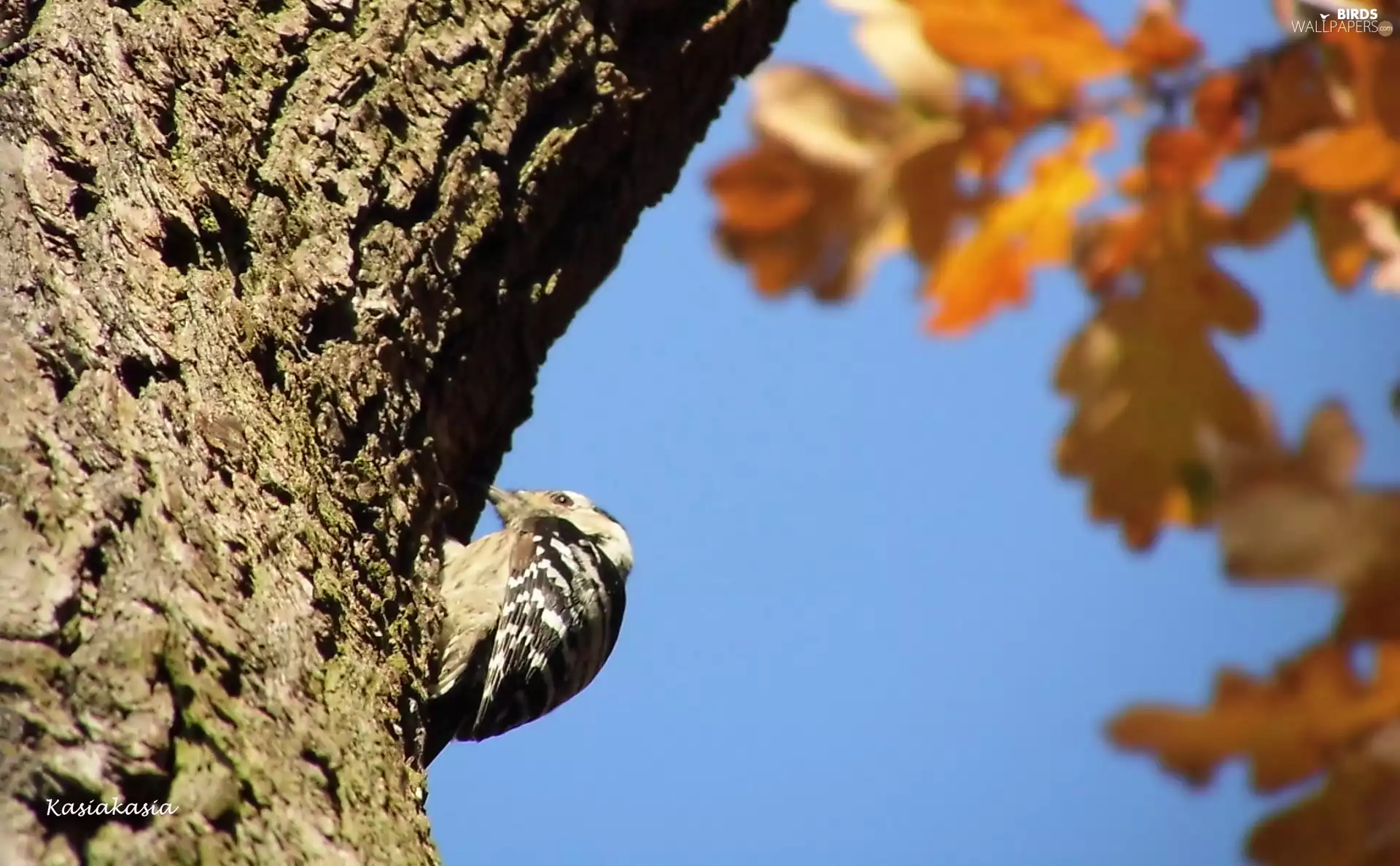 woodpecker, Leaf, autumn, trees