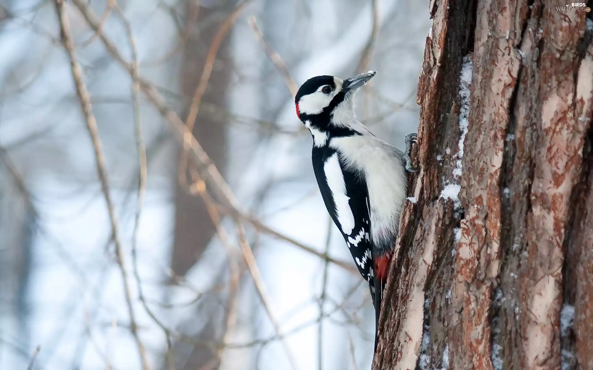 woodpecker, forest, winter, trees