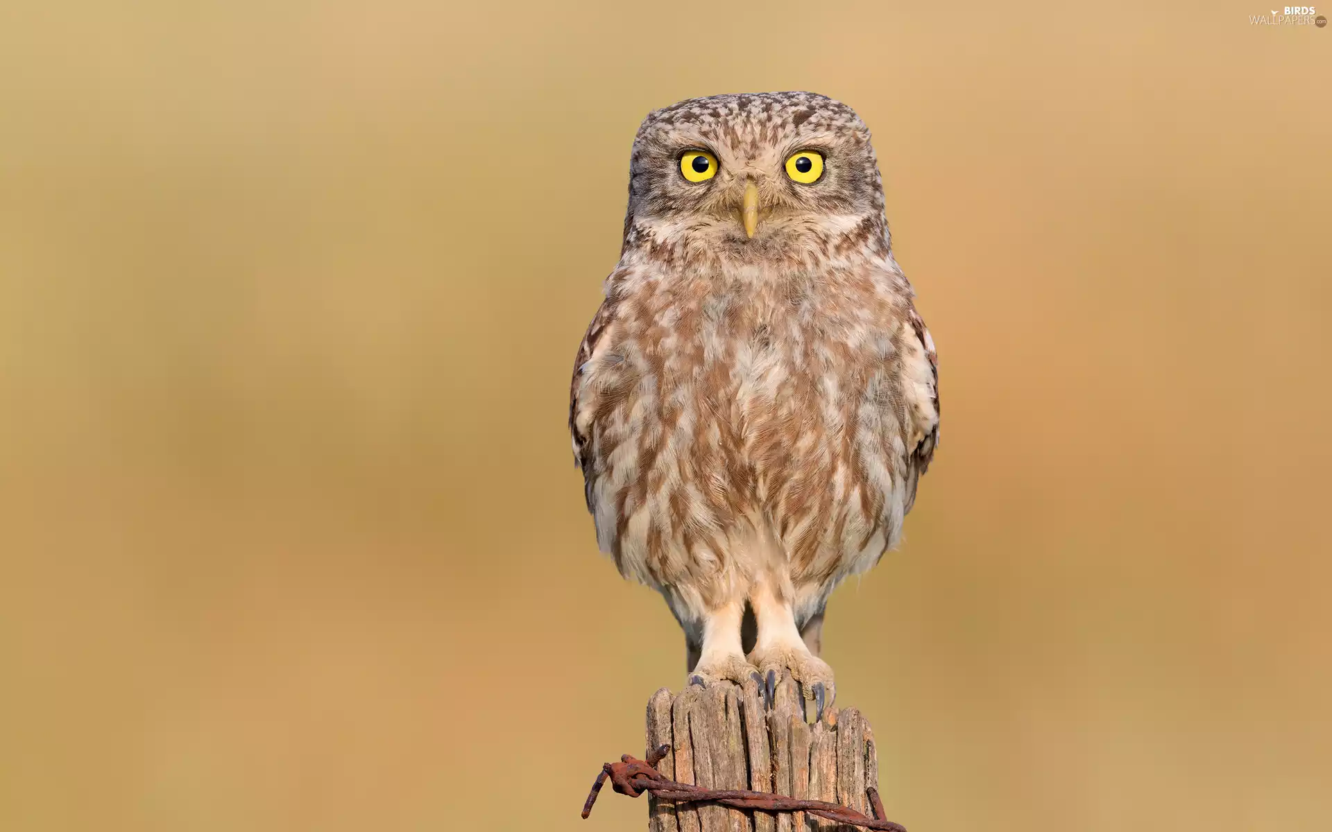Little Owl, Bird, trunk, trees, rapprochement, owl
