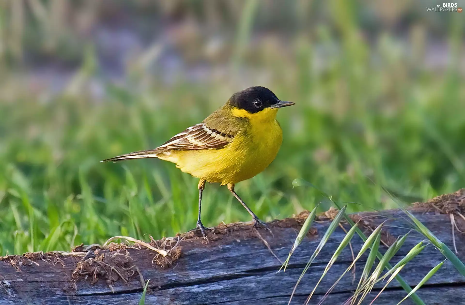 grass, Wagtail Black-, trunk