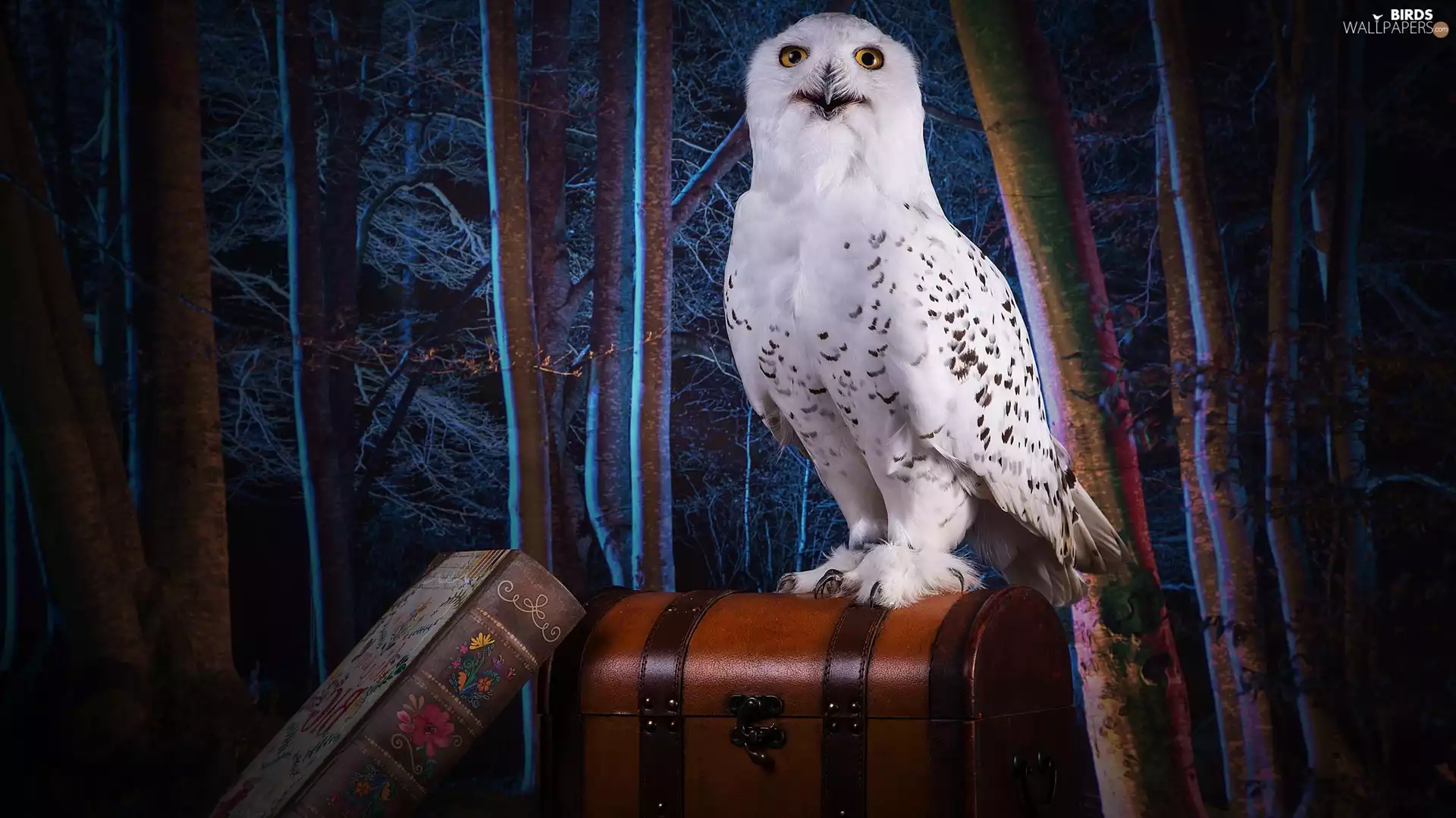 trees, viewes, Book, trunk, Snowy Owl