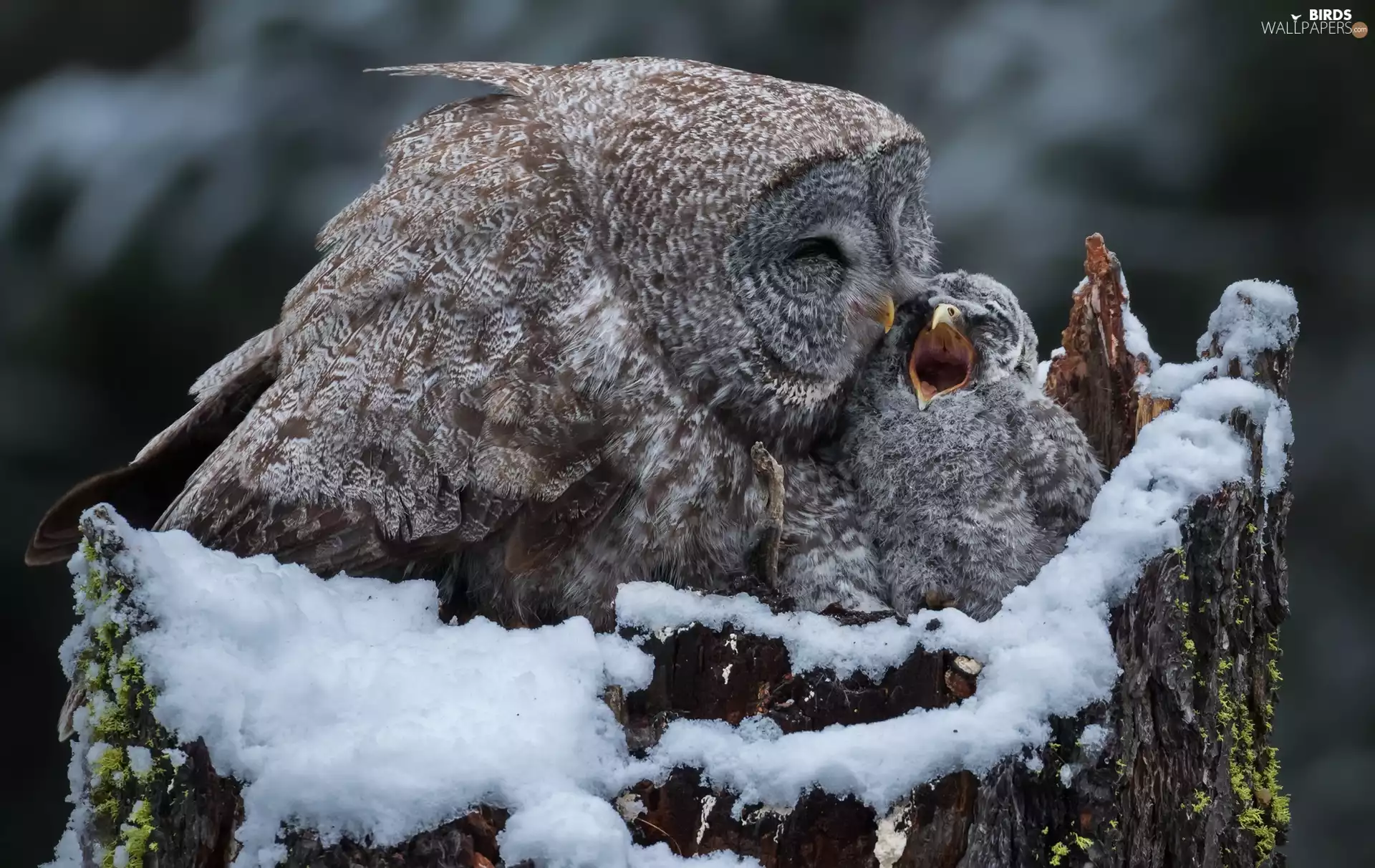 trunk, nest, Tawny owl great gray owl, chick, owl