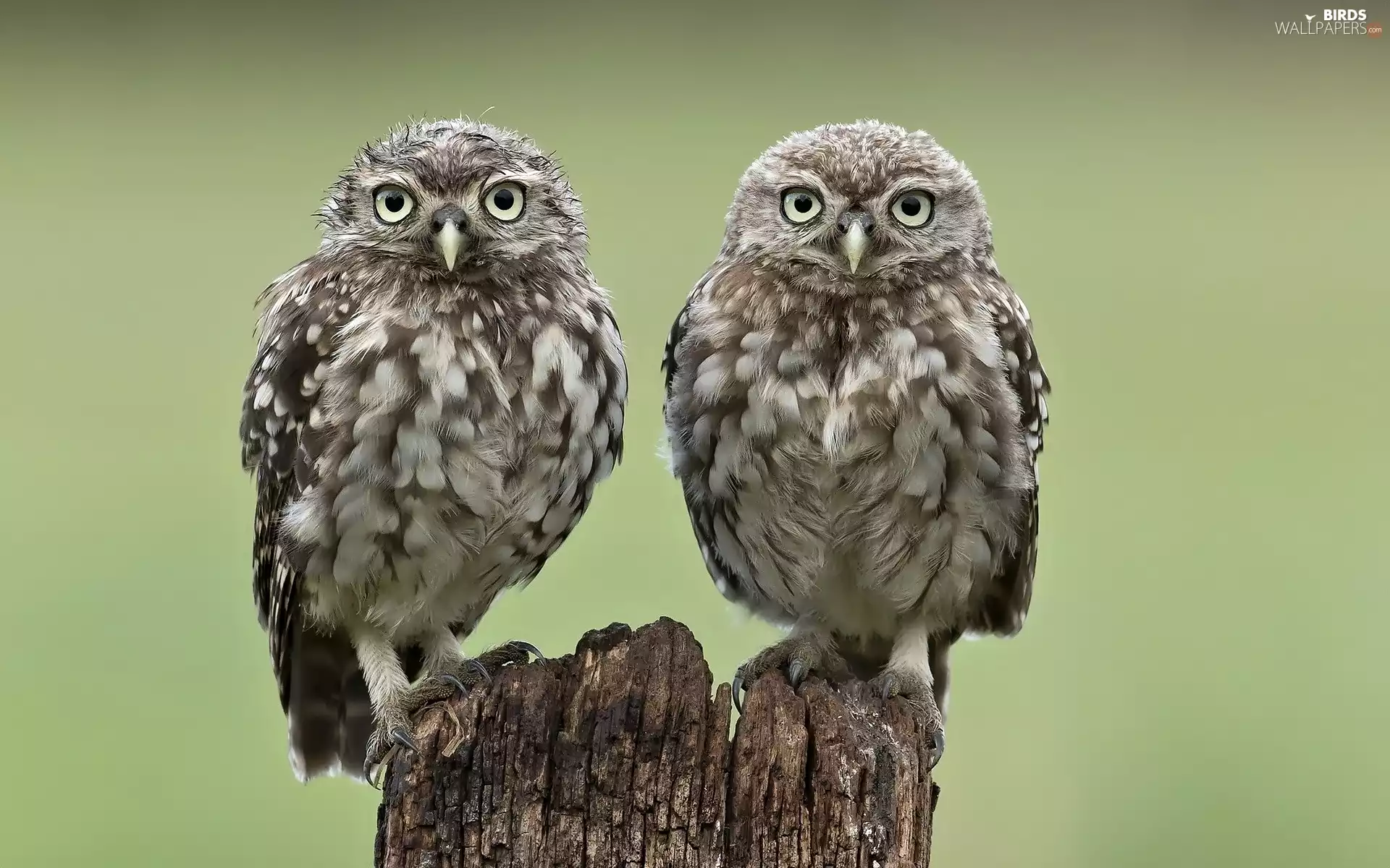 trunk, Two, Owls