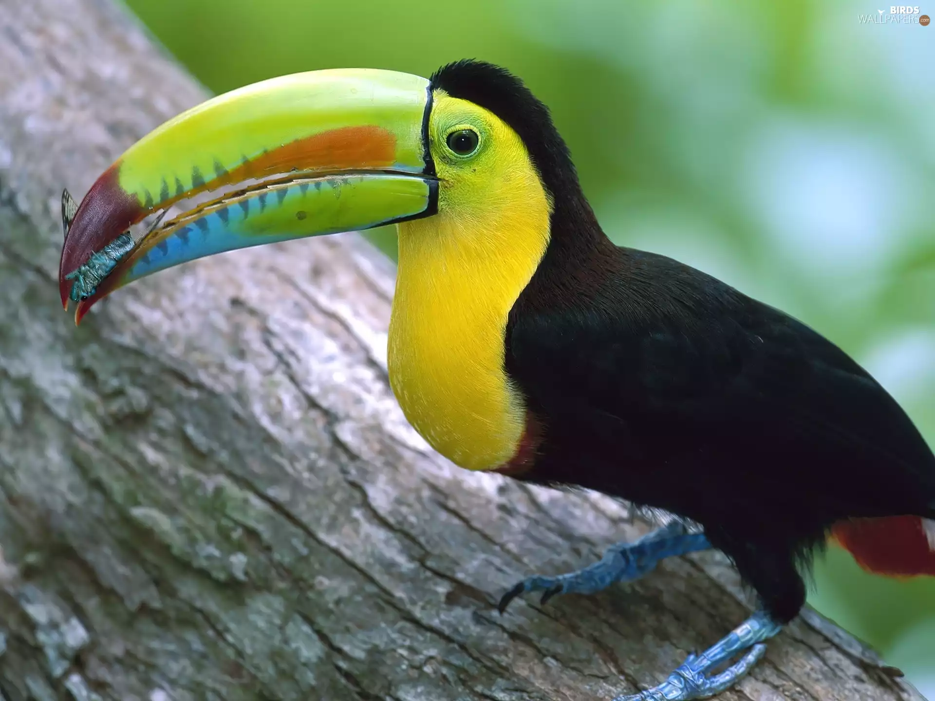 Toucan, trees, viewes, trunk