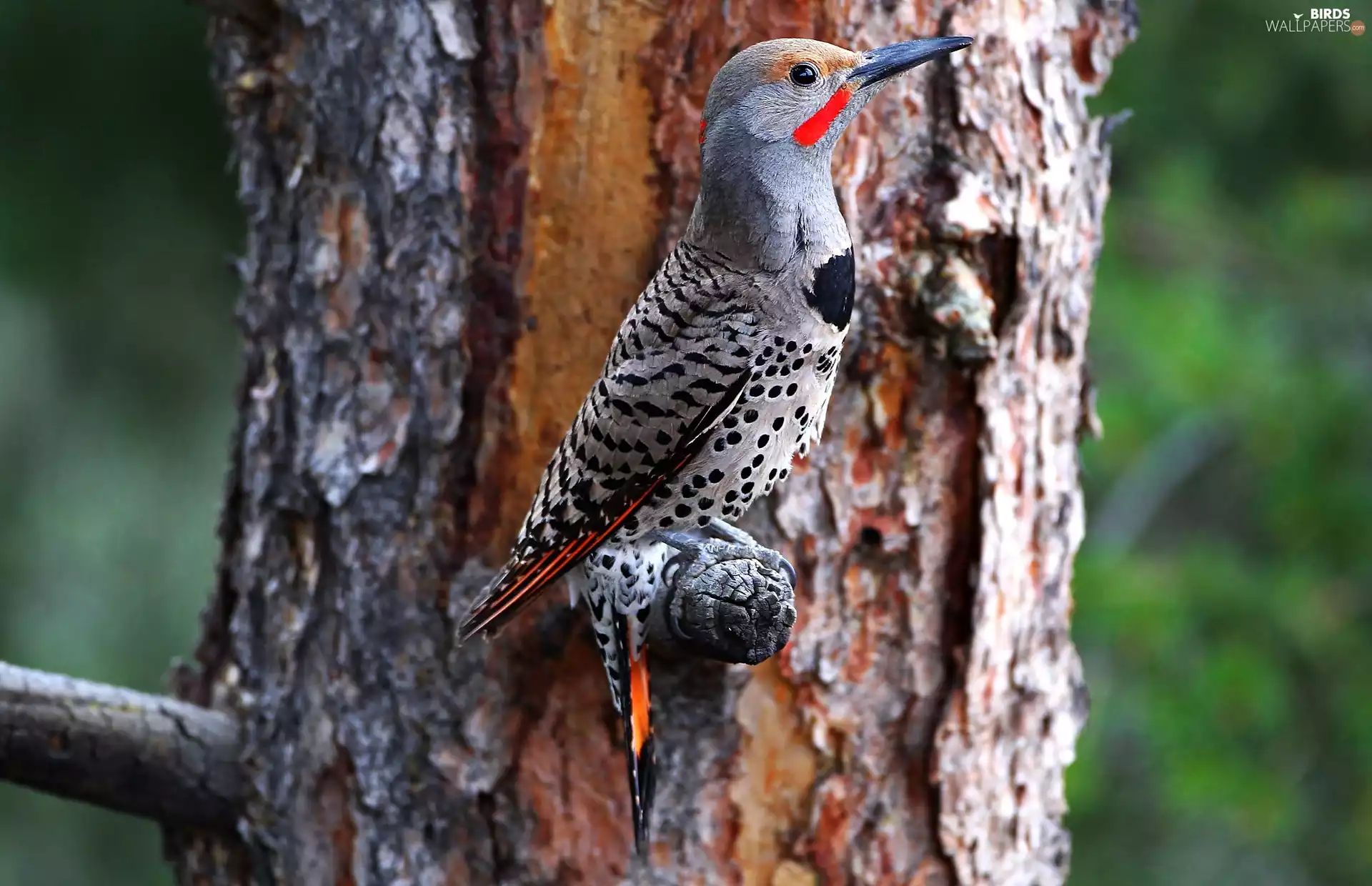 woodpecker, trees, viewes, trunk