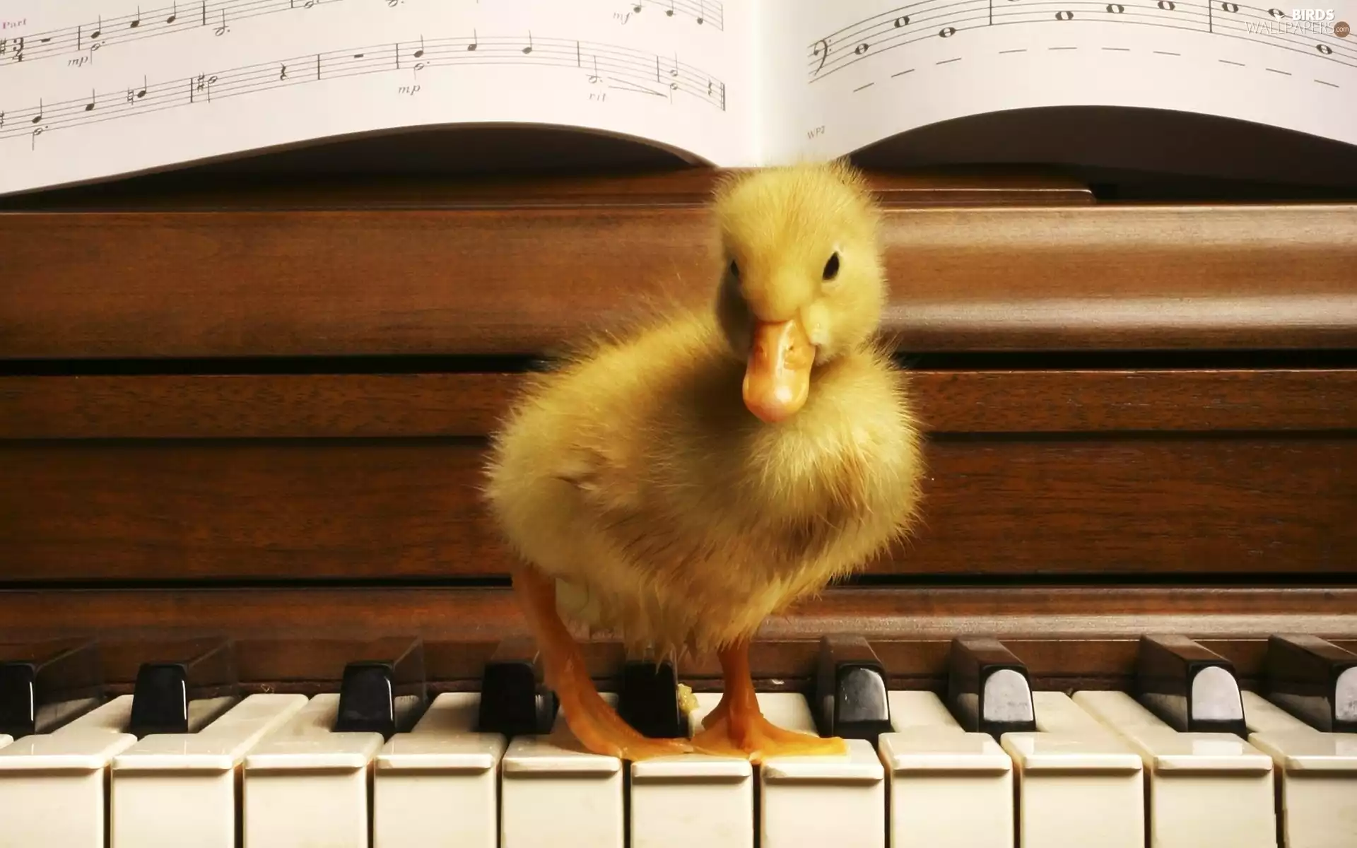 Tunes, Ducky, piano