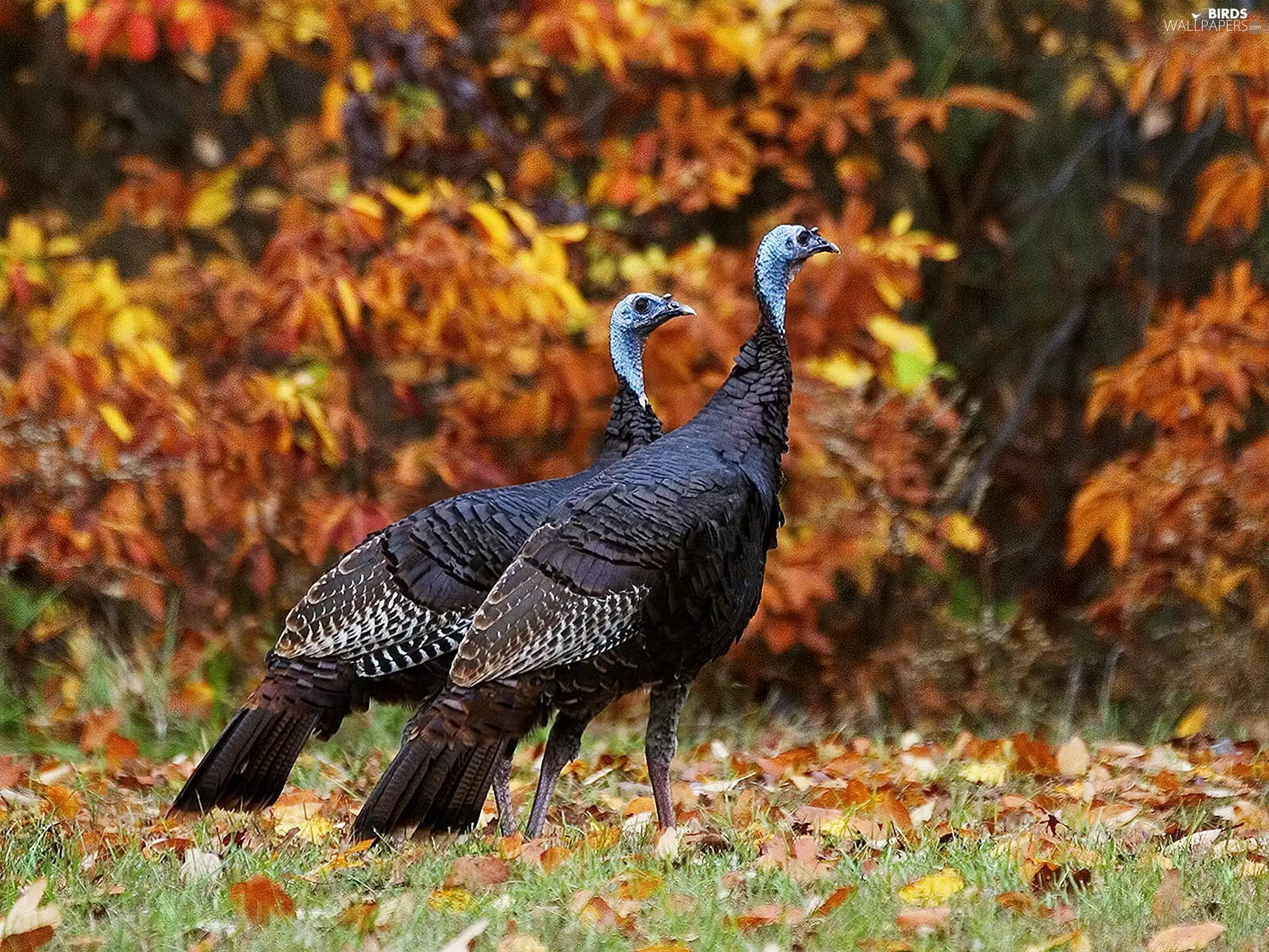 turkeys