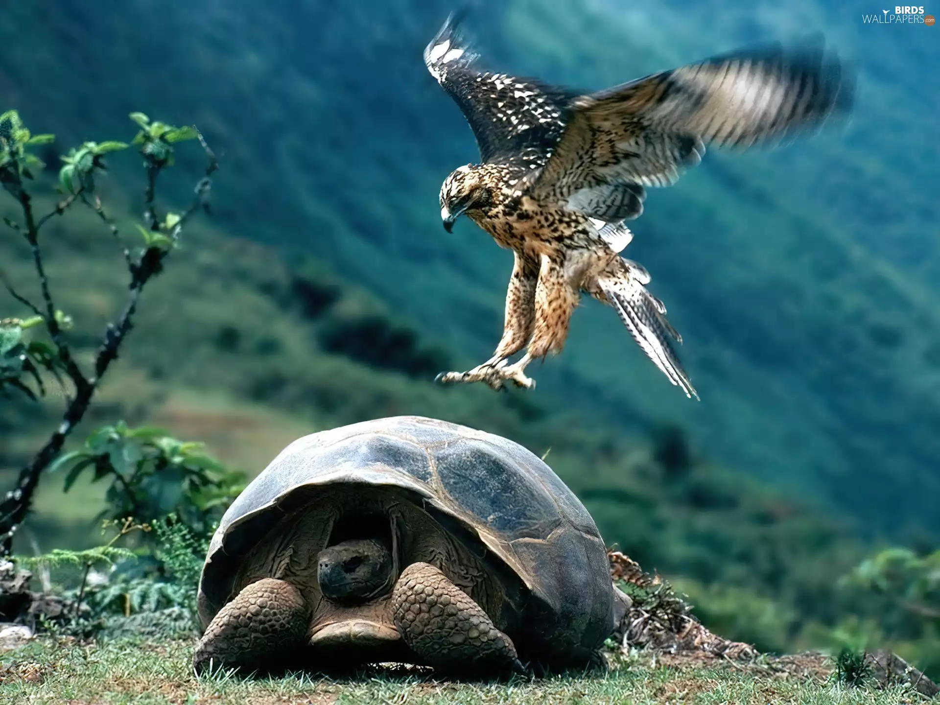 turtle, eagle, atack