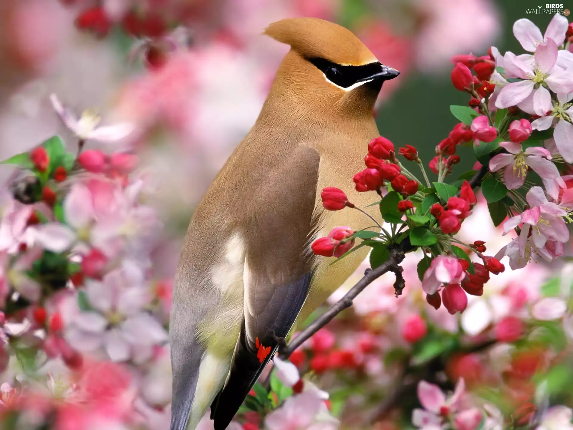 Bird, Flowers, Waxwing, twig