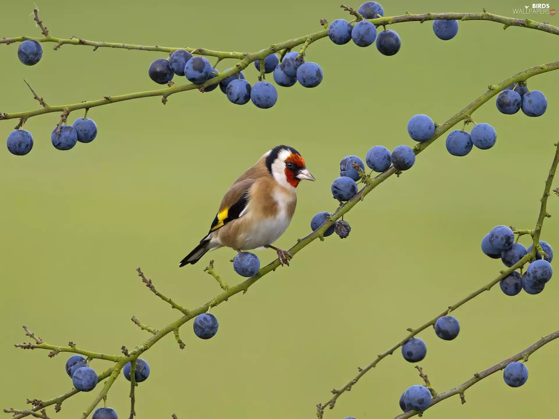 twig, color, birdies