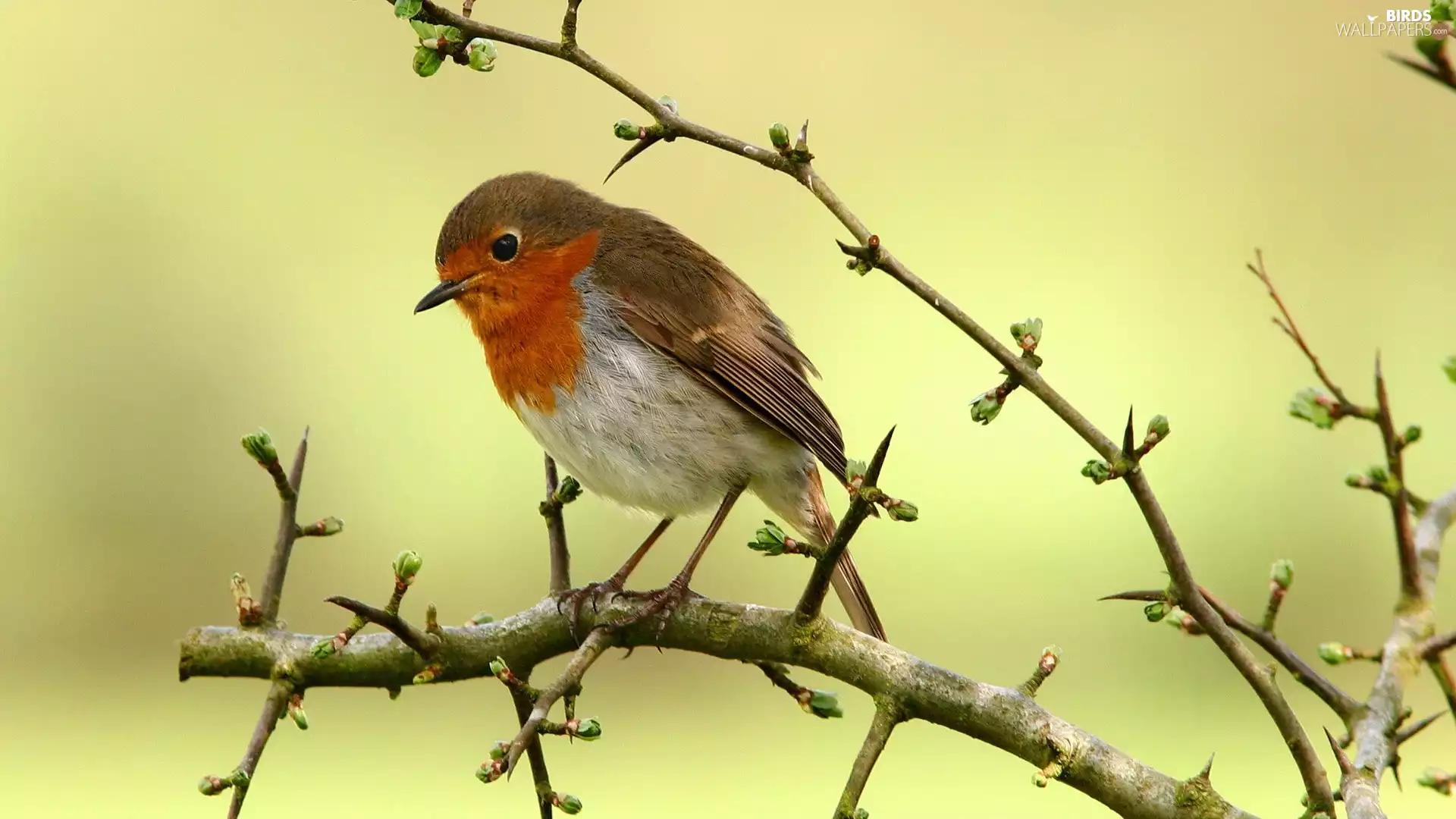 twig, small, birdies