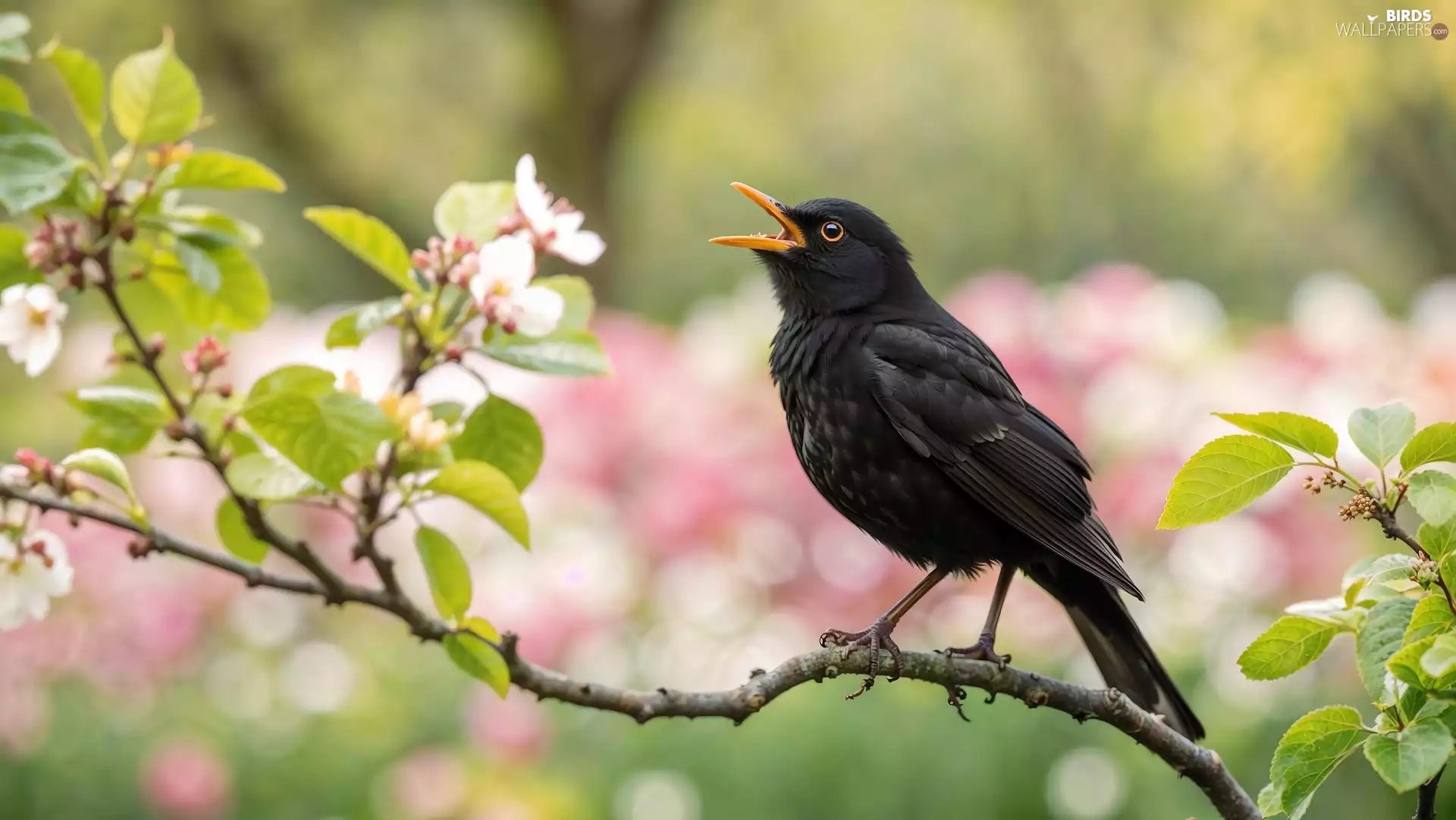 twig, Bird, Blackbird