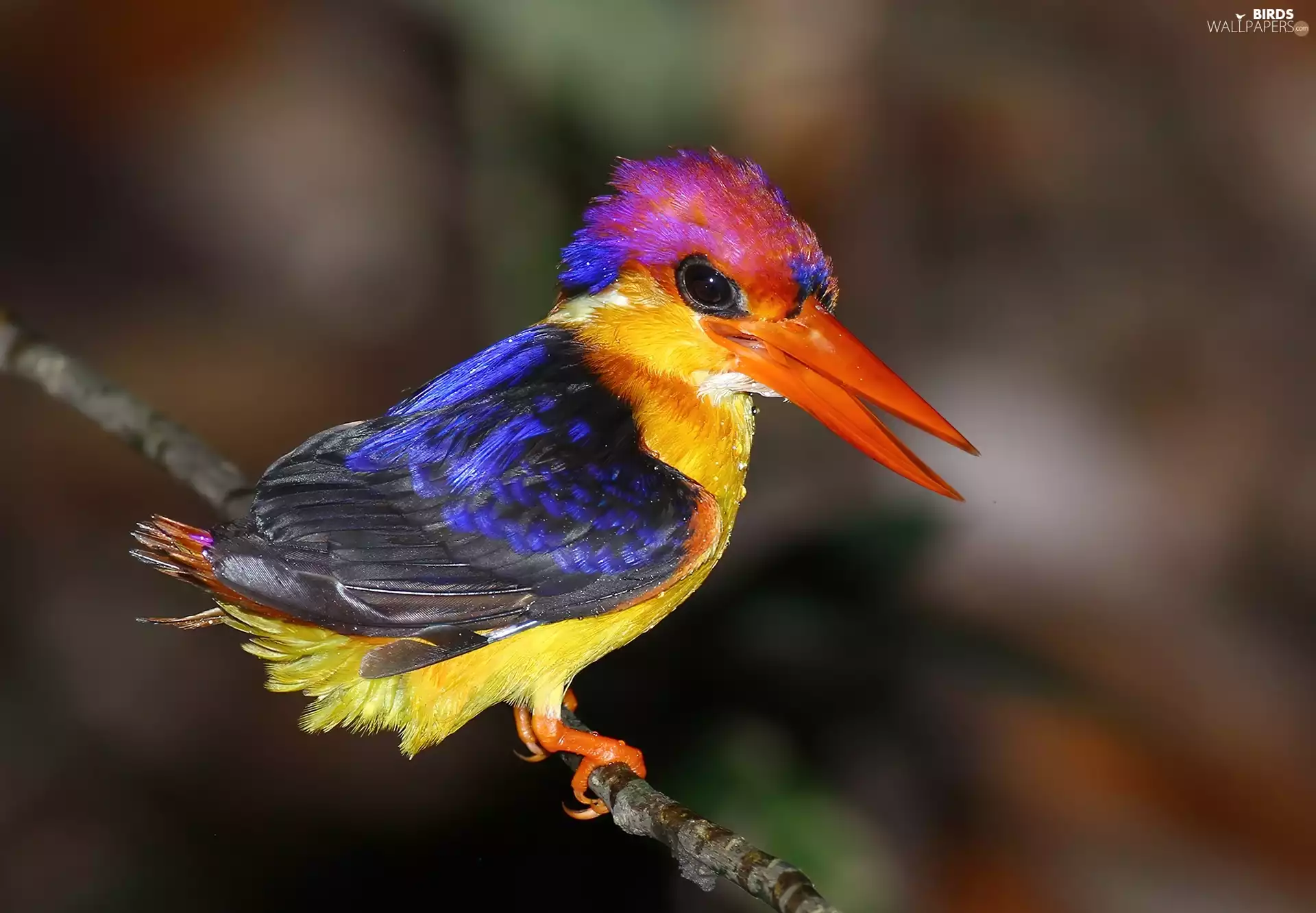 blur, Kingfisher Oriental, twig