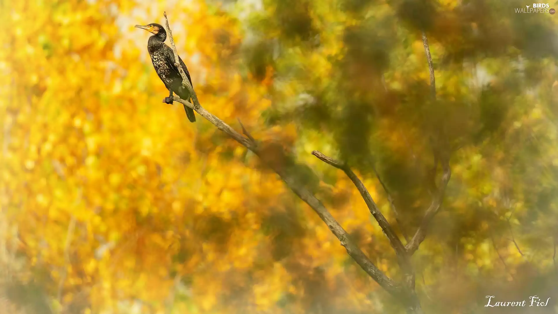 Bird, twig, blurry background, cormorant