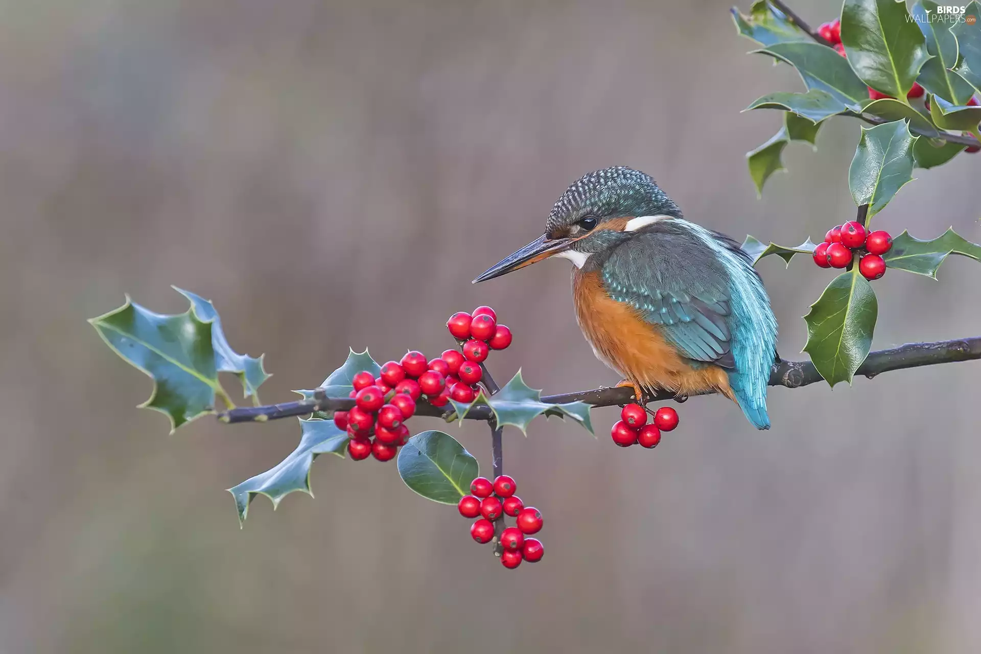 Common Holly, kingfisher, twig