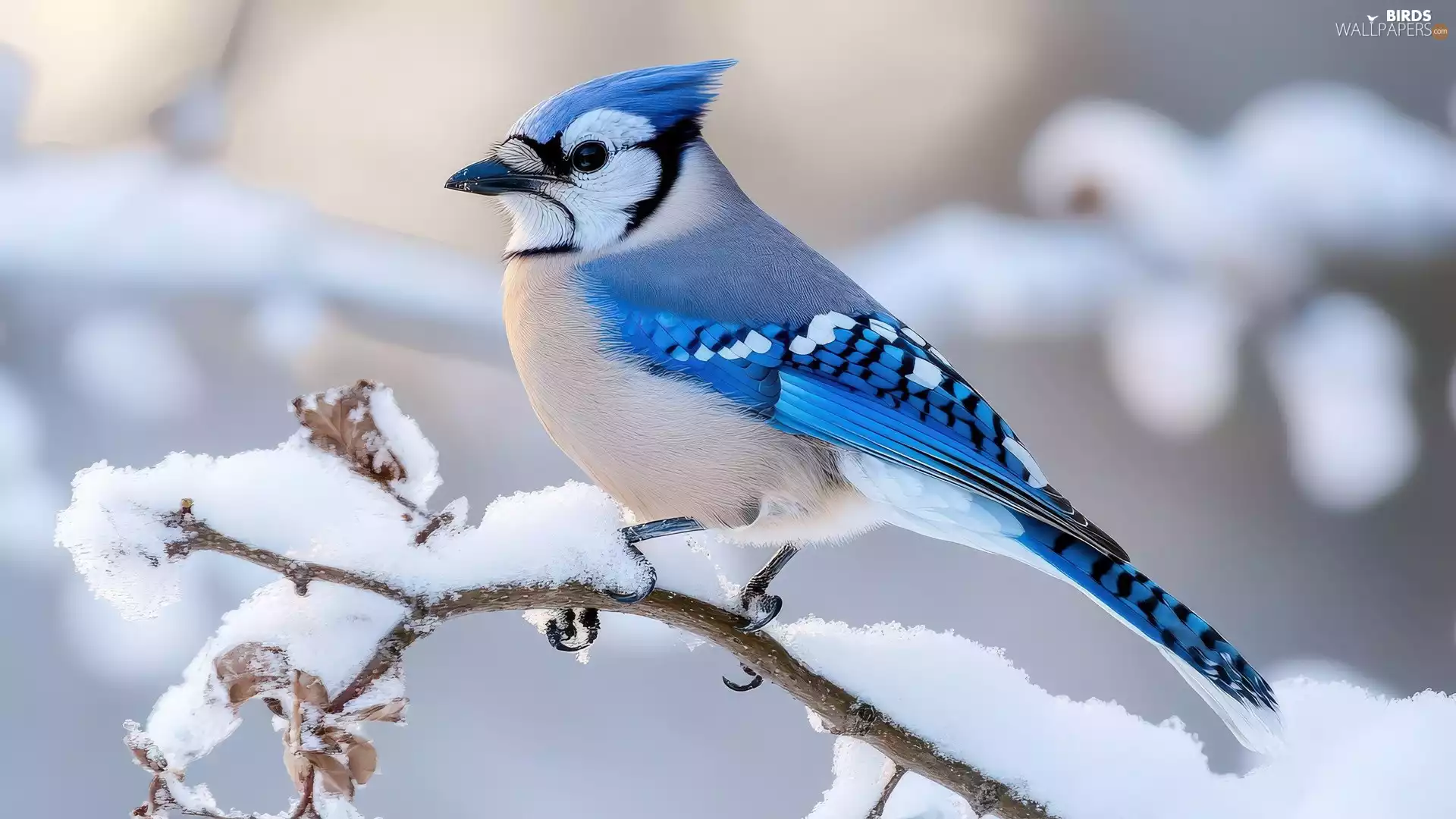A snow-covered, twig, Bird, jay, winter
