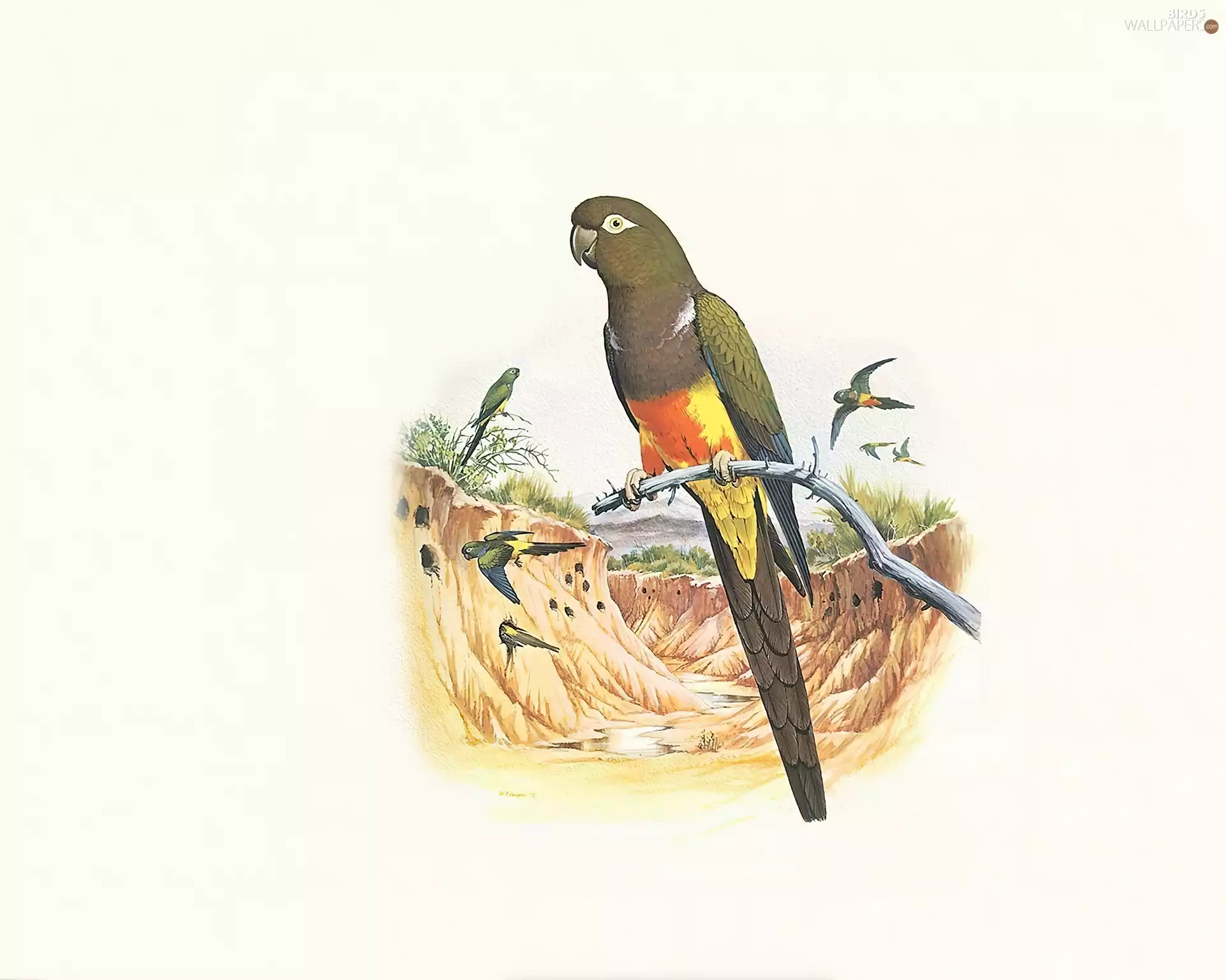 Brown, twig, Edward Lear, Parrots