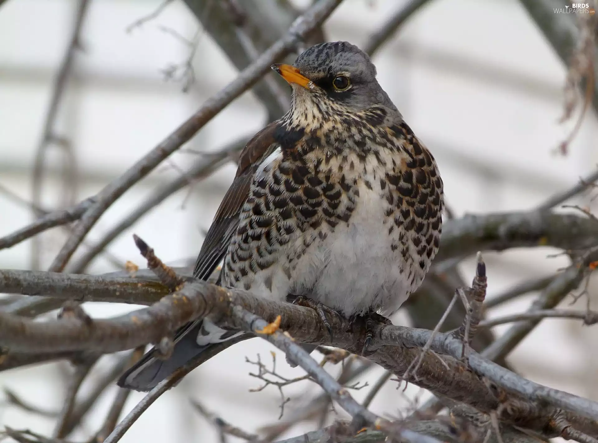 twig, Bird, fieldfare