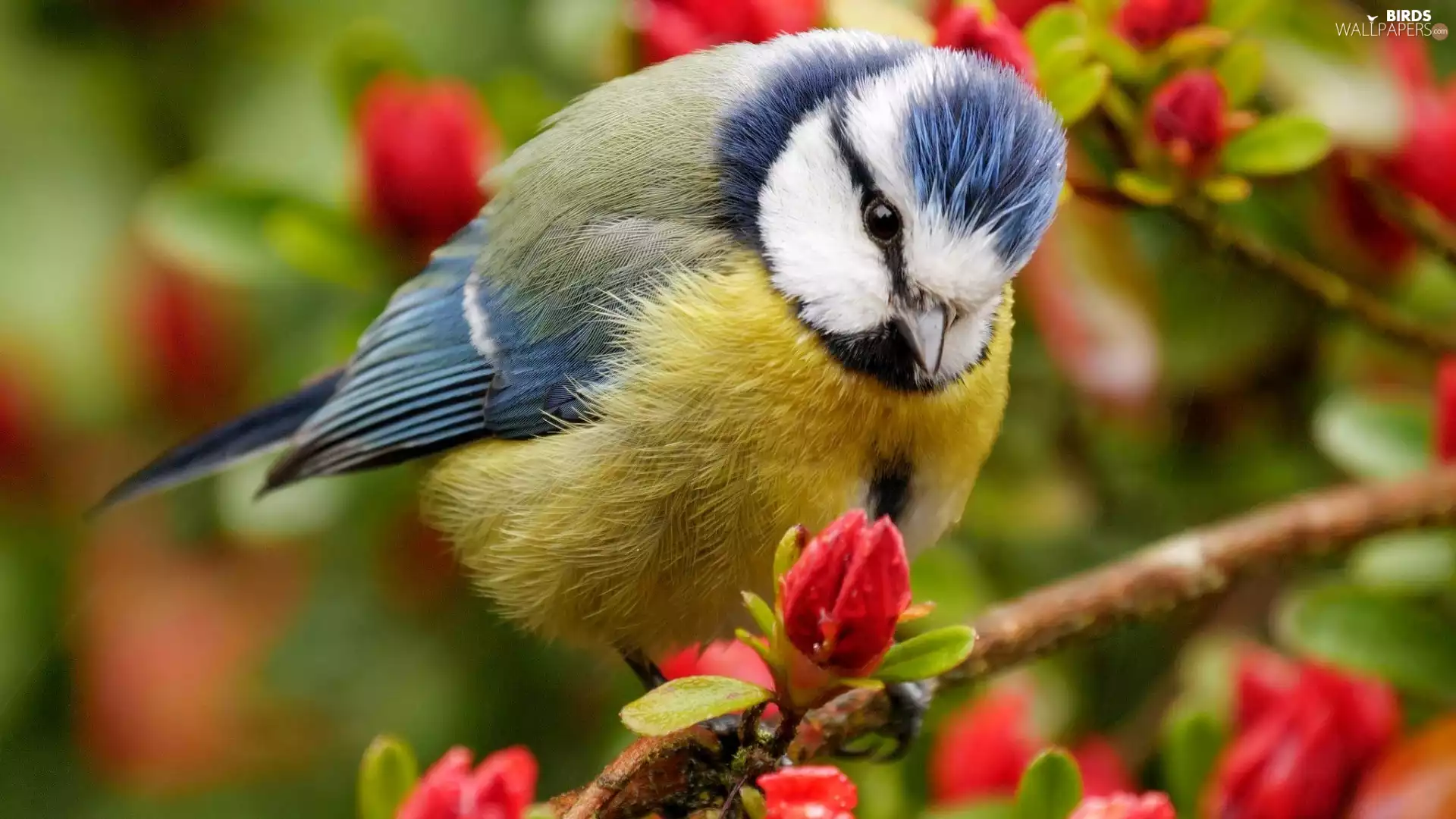 tit, twig, Flowers, Blue Tit