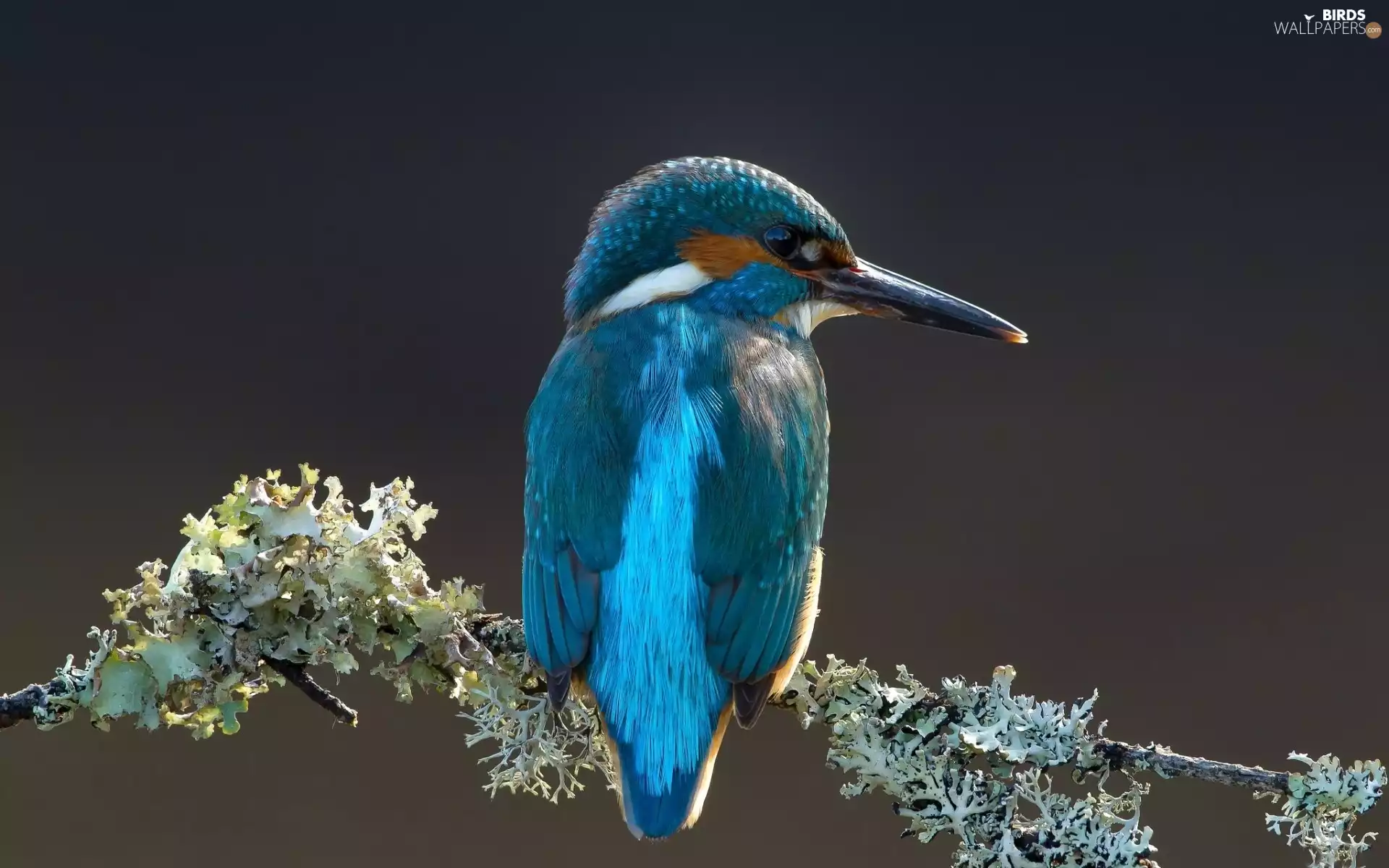 twig, kingfisher, Gray