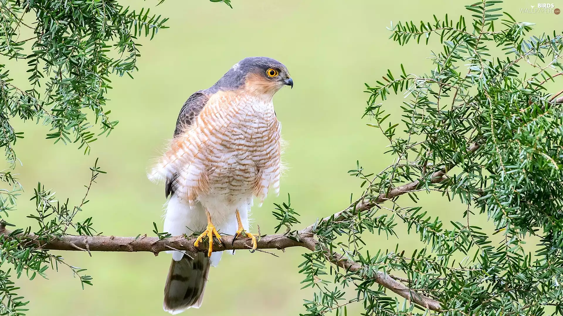 Bird, twig, Green, sparrow hawk
