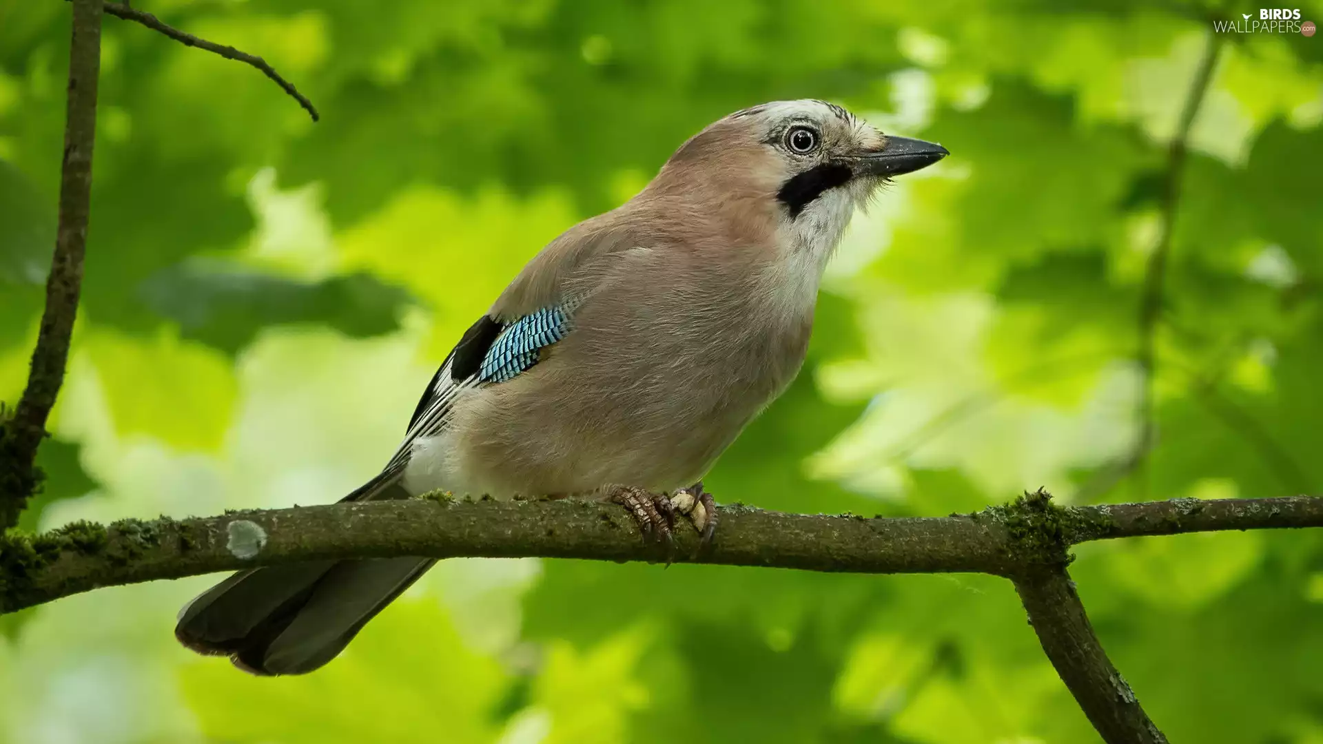 Bird, twig, Green Background, jay