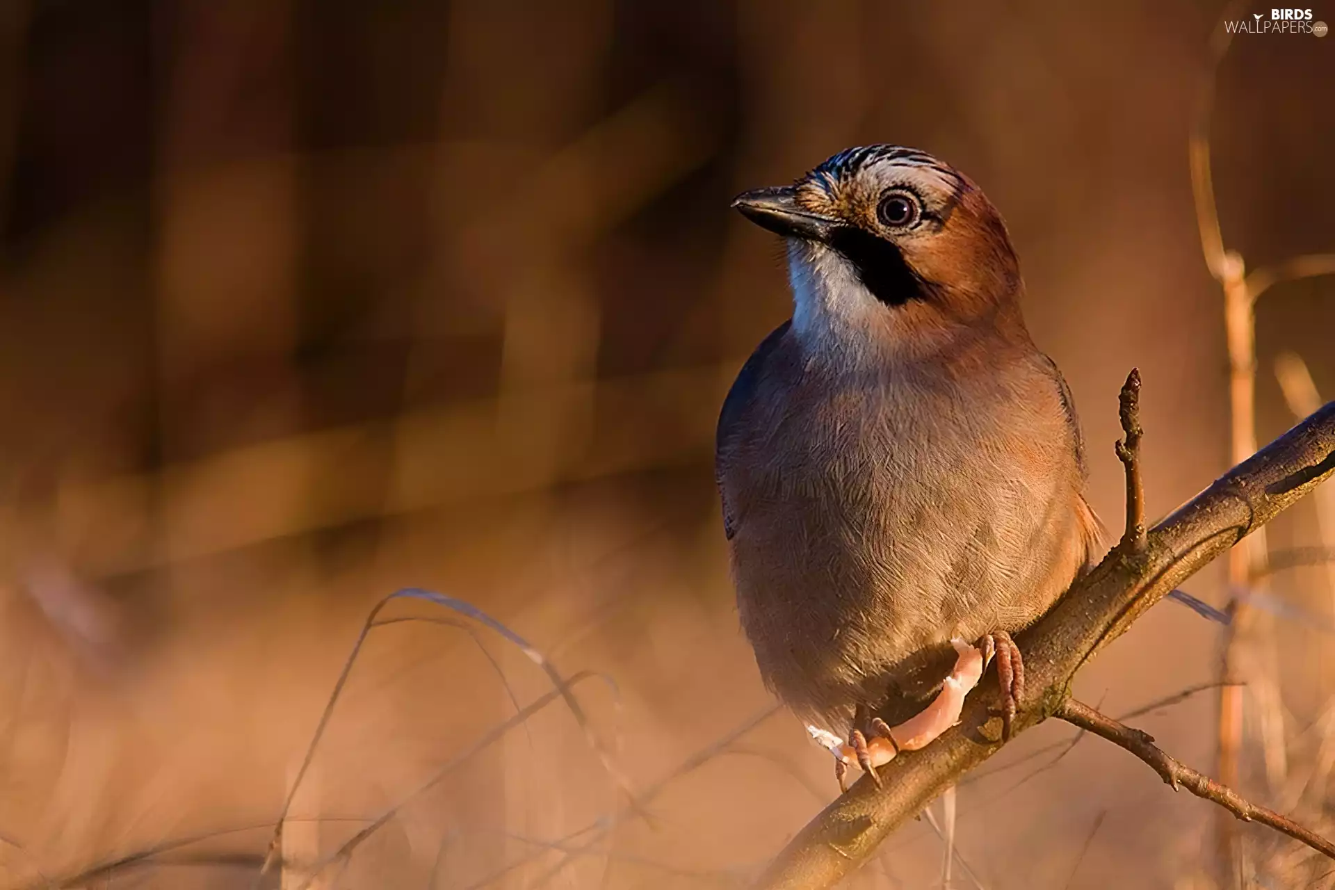 twig, Bird, jay