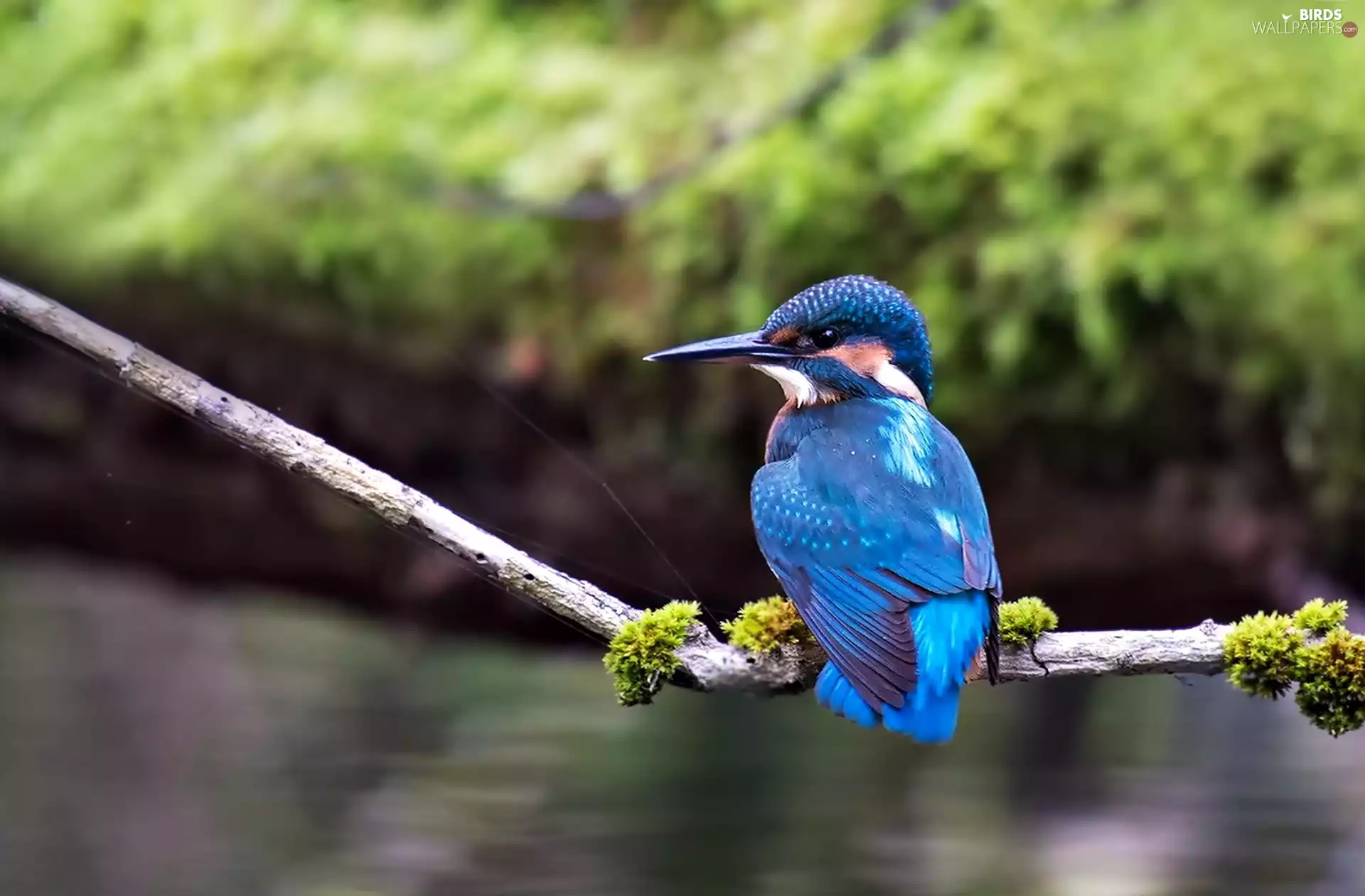 twig, Bird, kingfisher