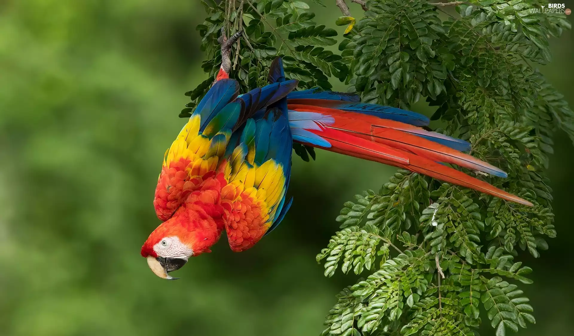 parrot, twig, Leaf, Scarlet Macaw