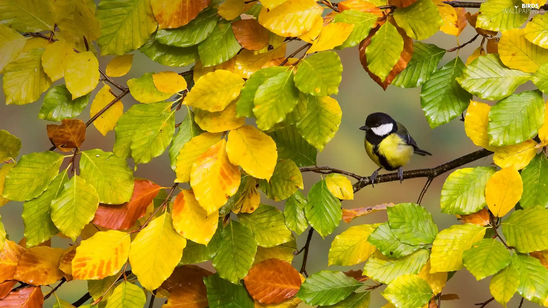 tit, twig, Leaf, Great Tit