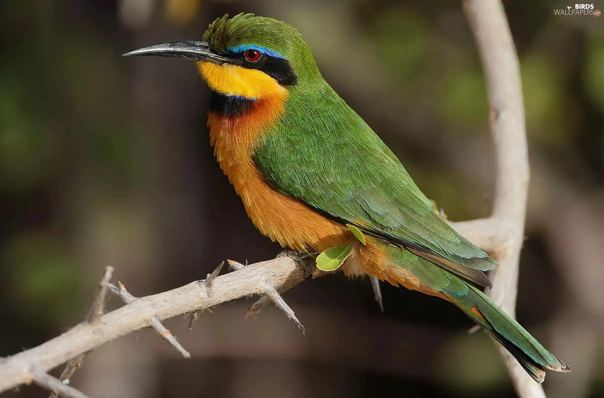Little Bee-eater, twig