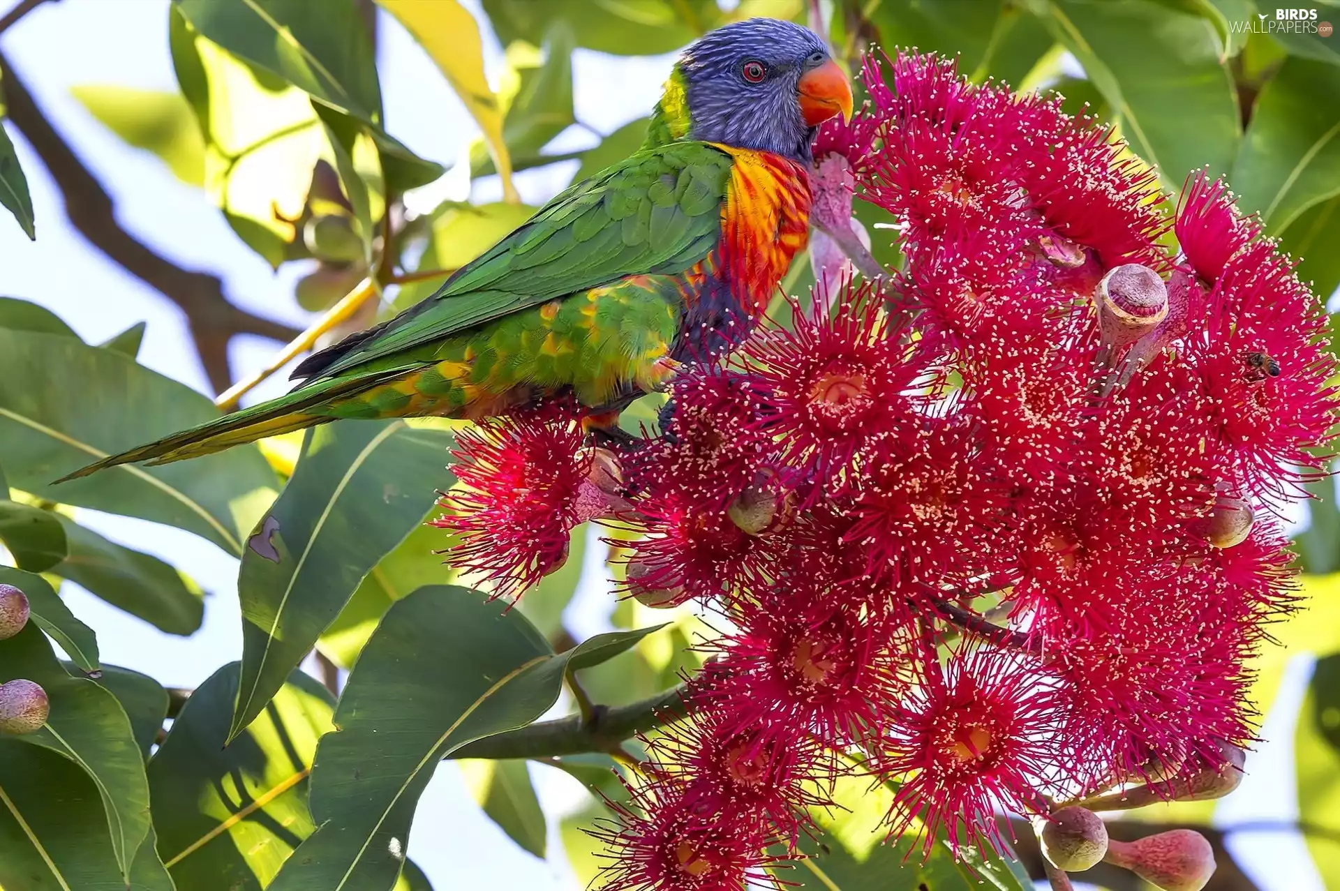Mountain Rainbow Lorikeet, Colourfull Flowers, Corymbia Ficifolia, twig