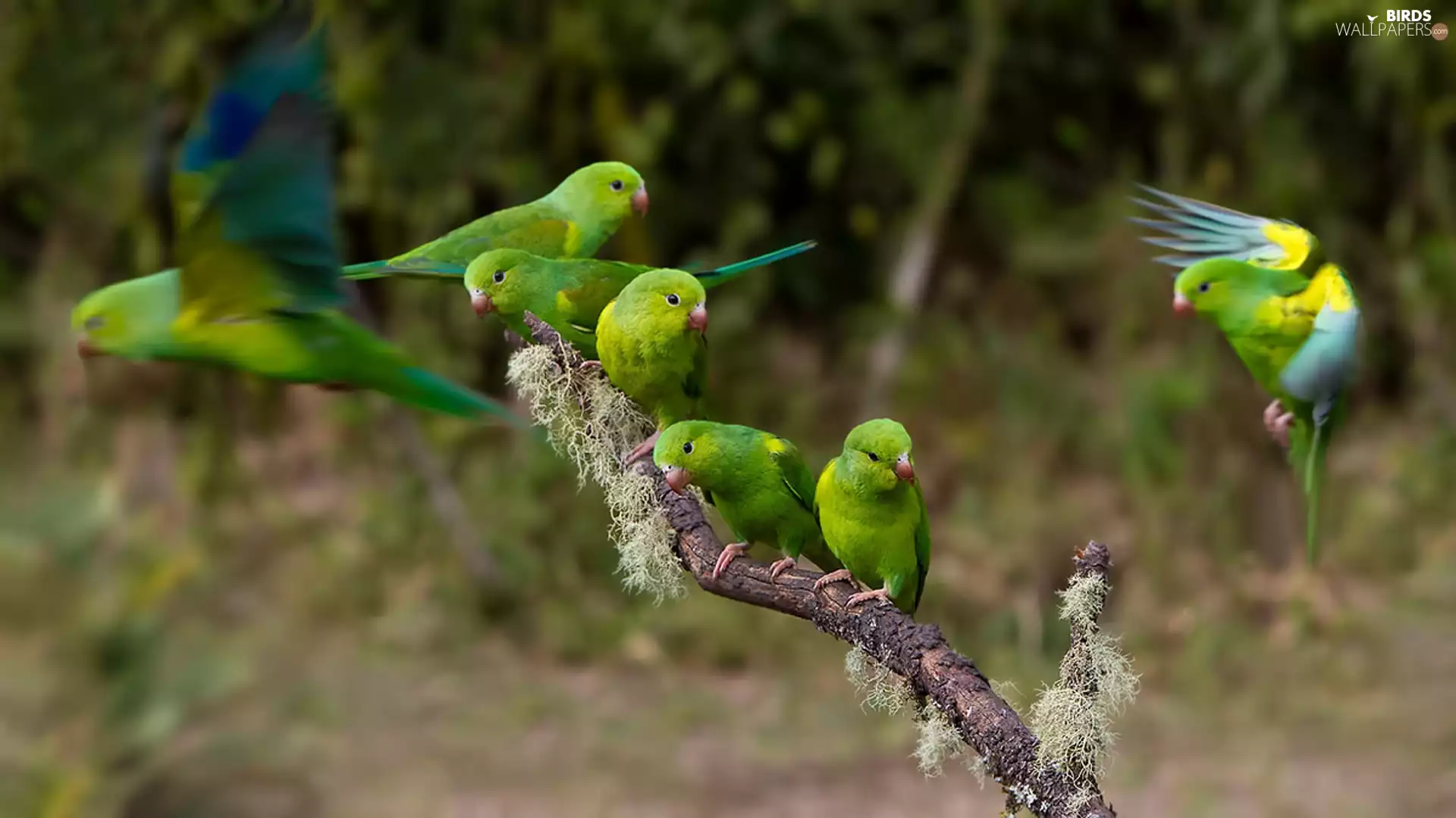 twig, Parrots, lovebirds