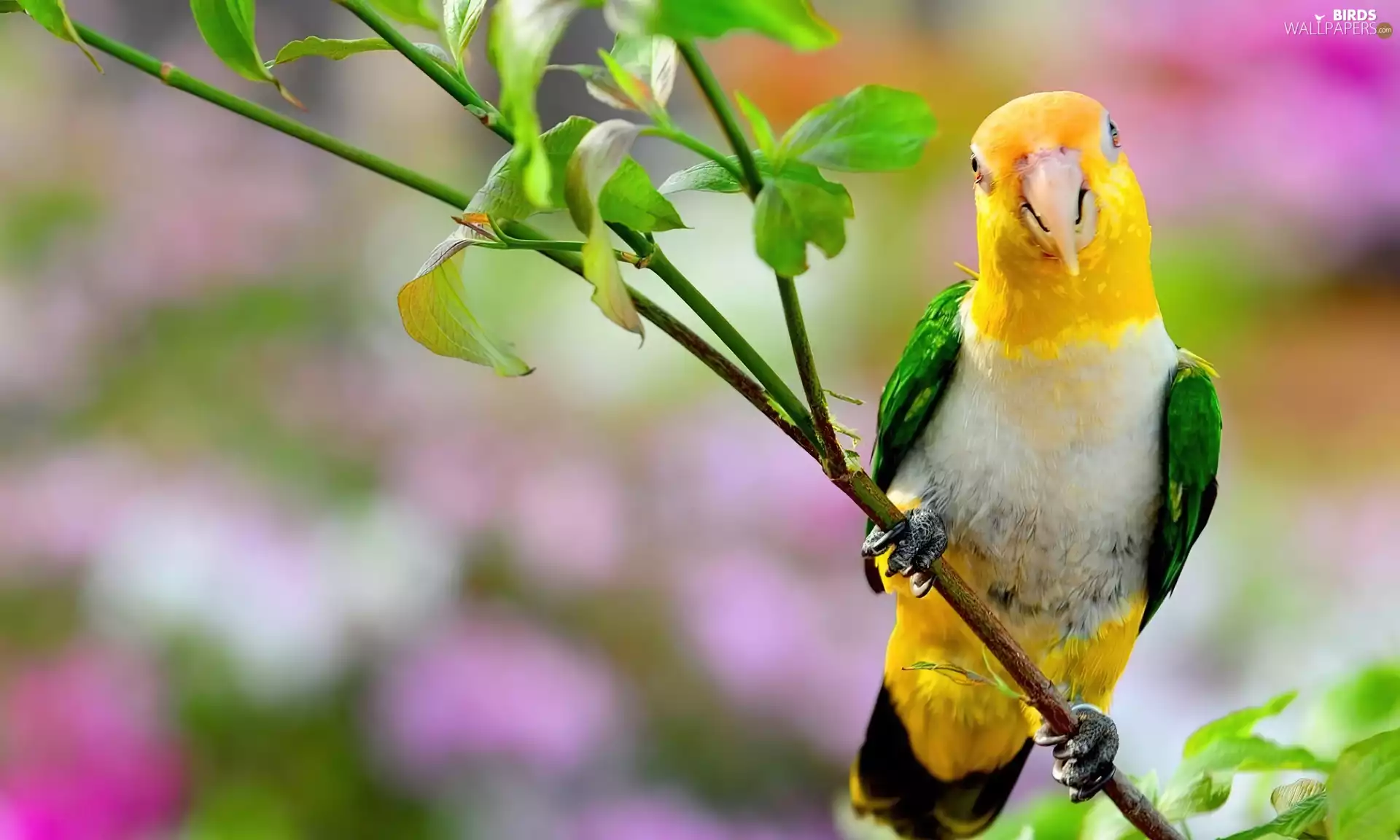 twig, Lovely, parrot