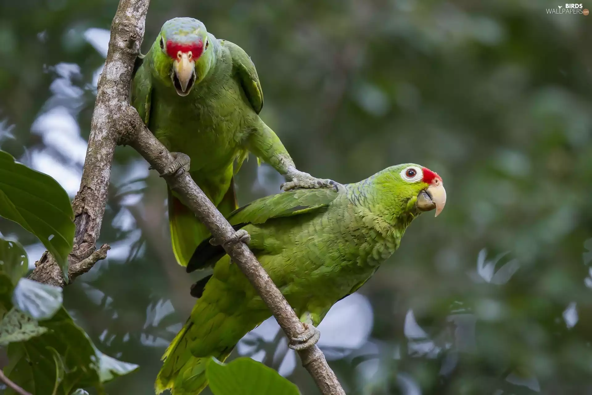 twig, Two, Parrots