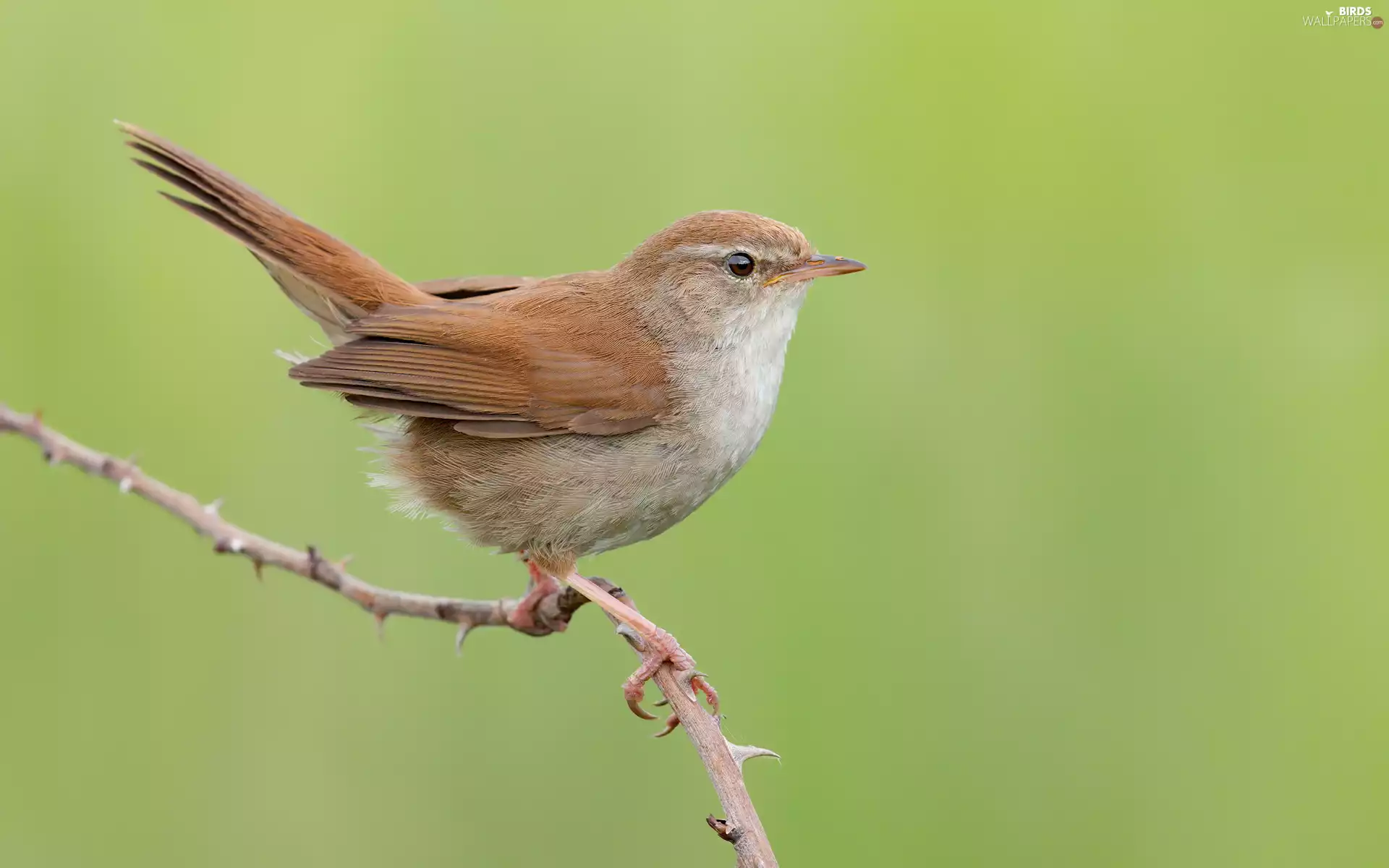 Bird, twig, rapprochement, Ordinary Wierzbówka