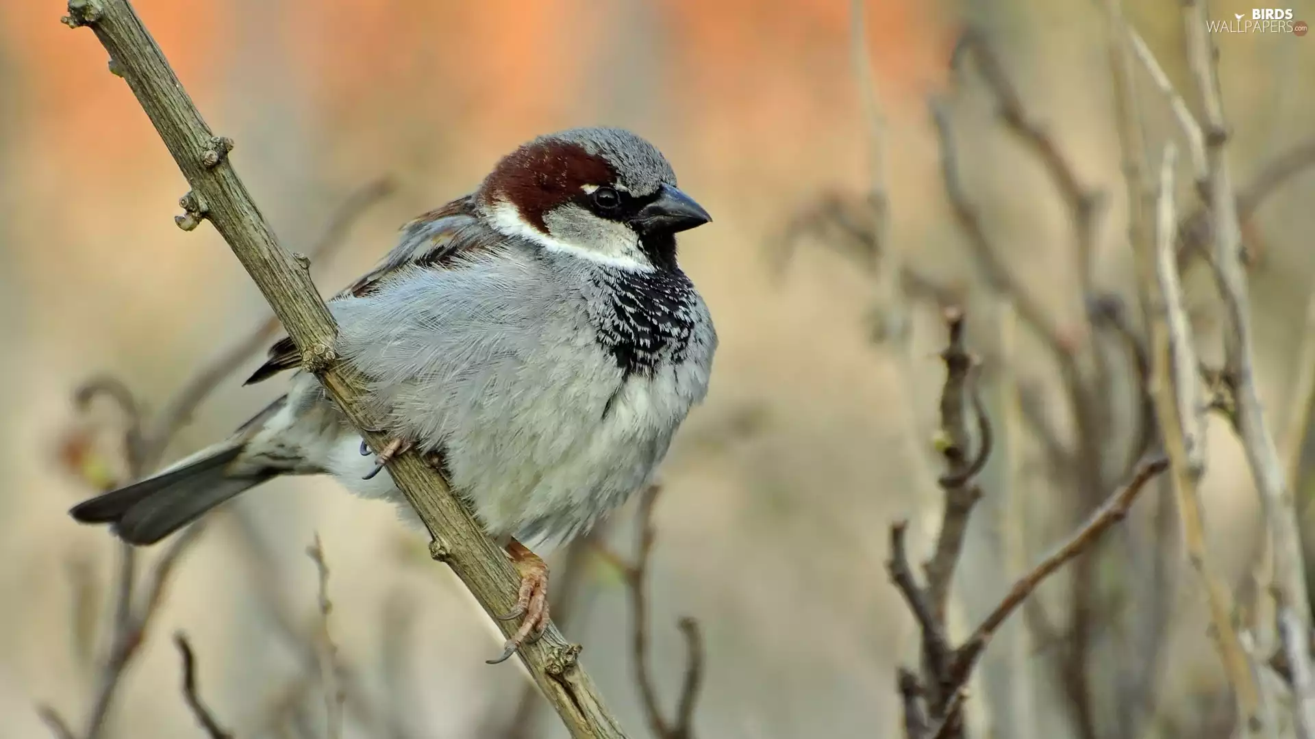 twig, sparrow, Sparrow