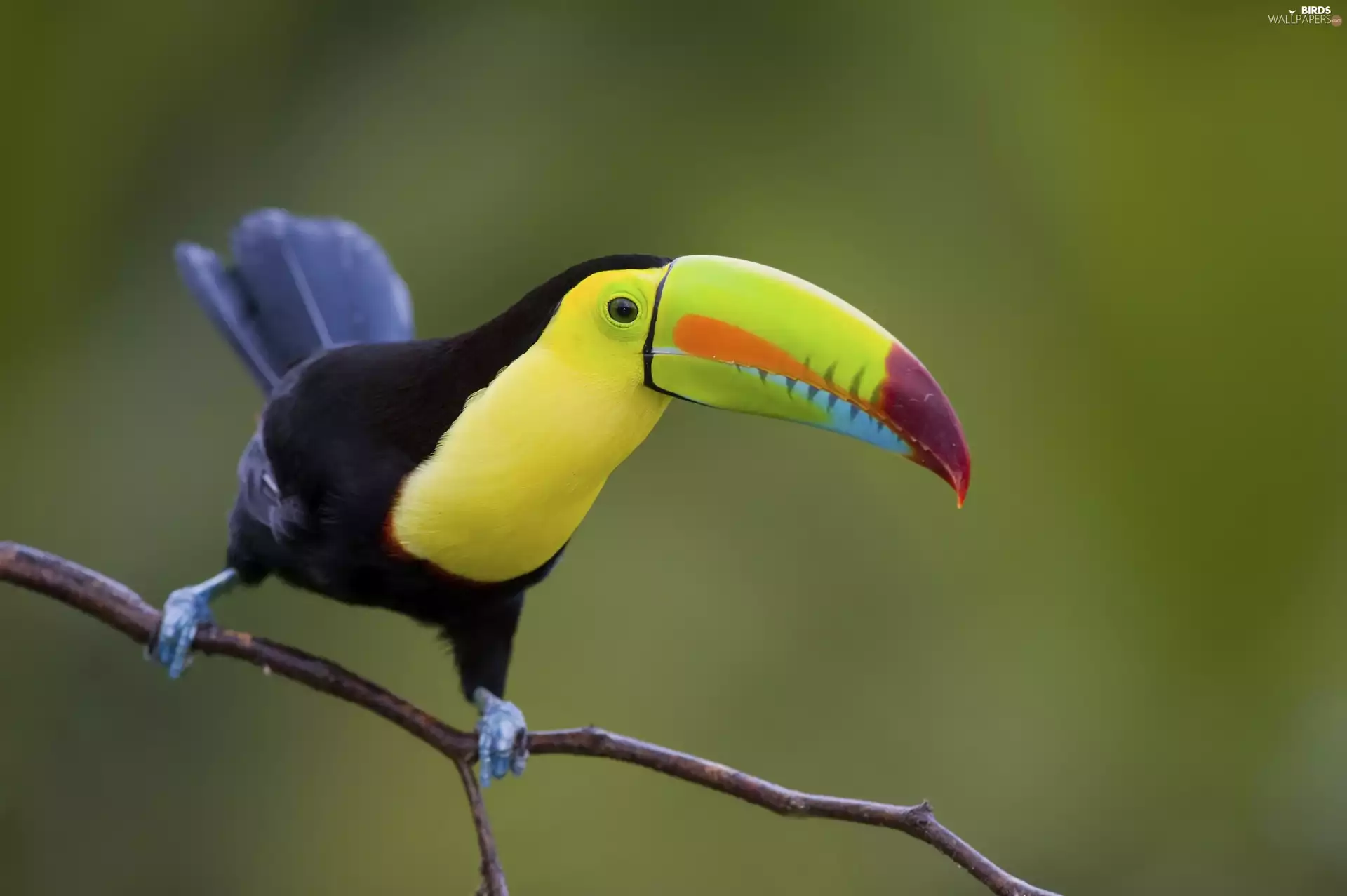 twig, color, Toucan