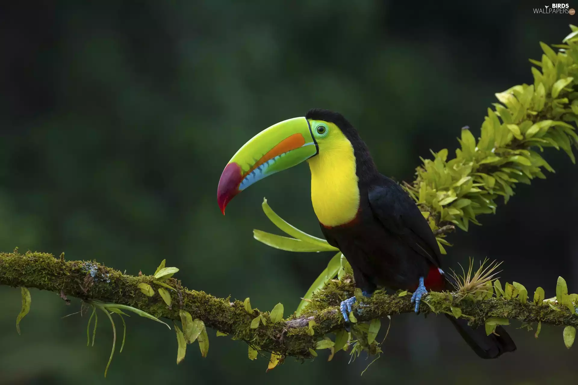 twig, Toucan