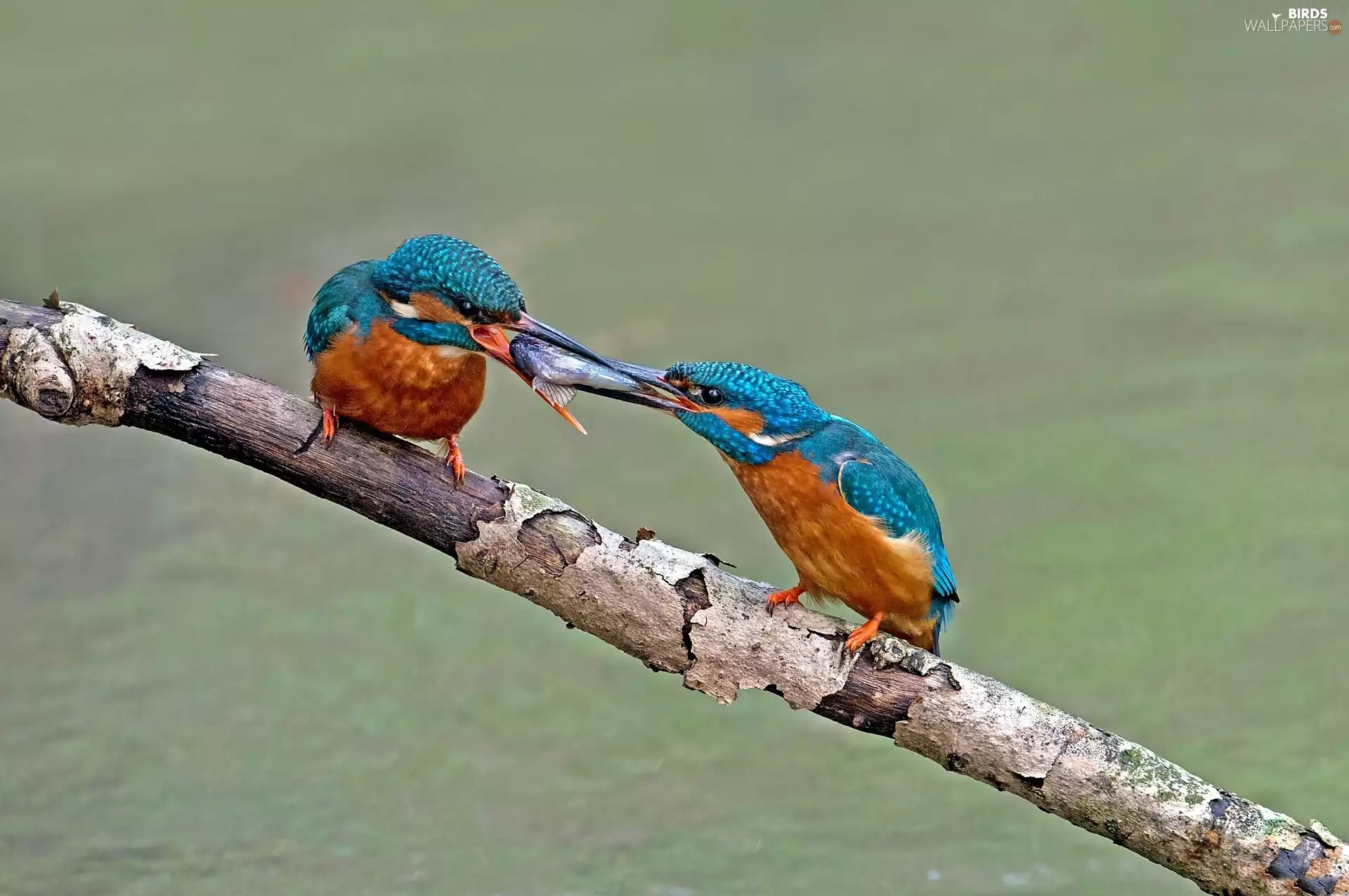twig, kingfishers, trophy
