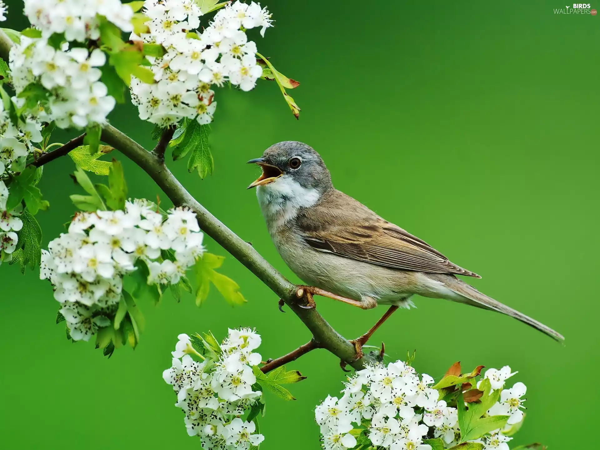 warbler, flower, haw, twig