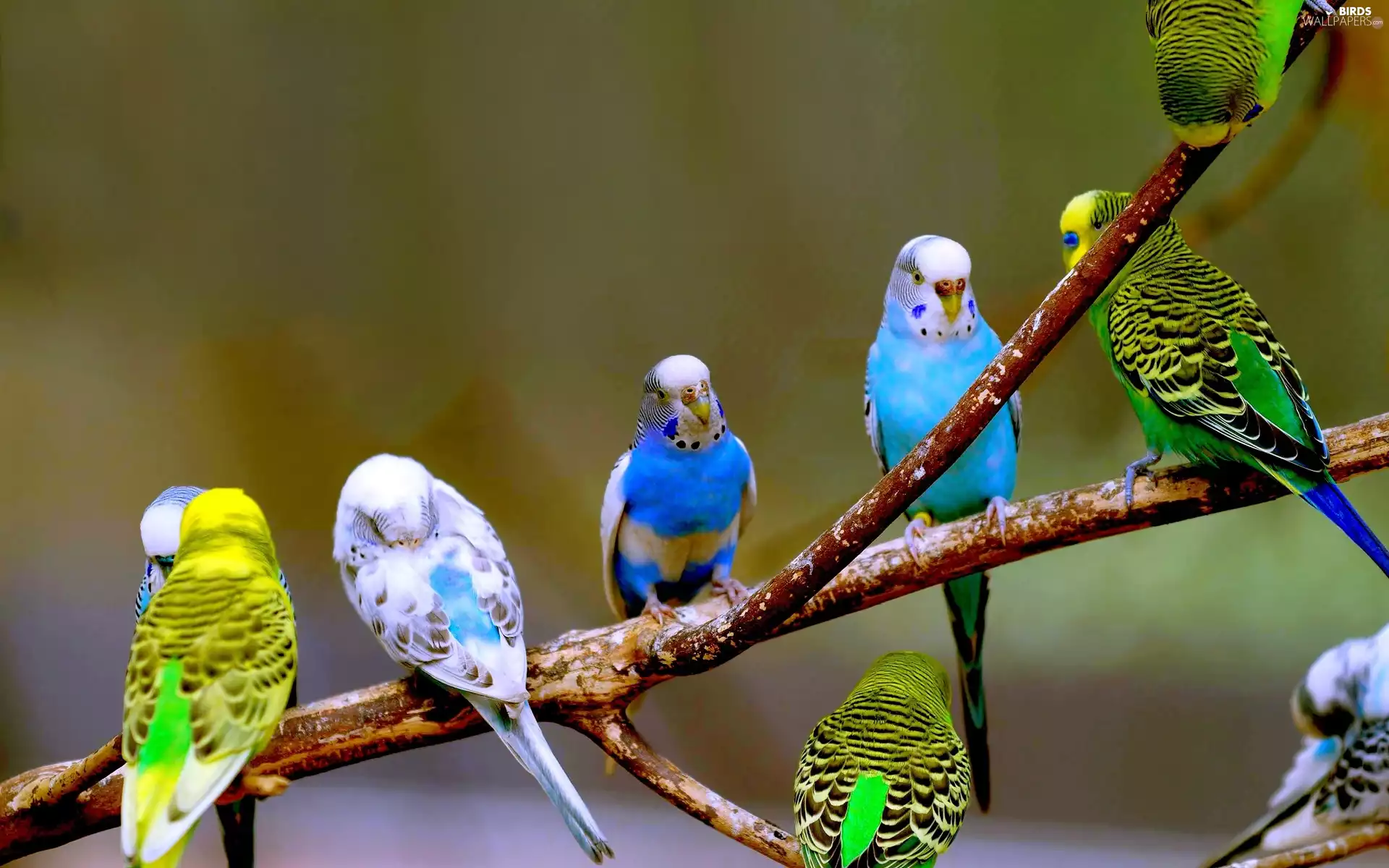 twig, Parrots, Wavy