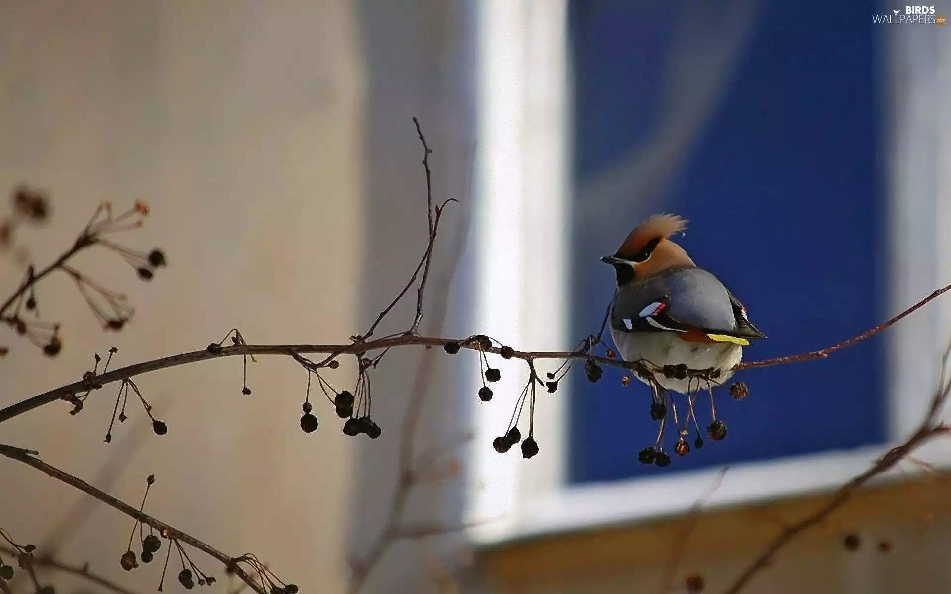 Waxwing, trees, viewes, twig