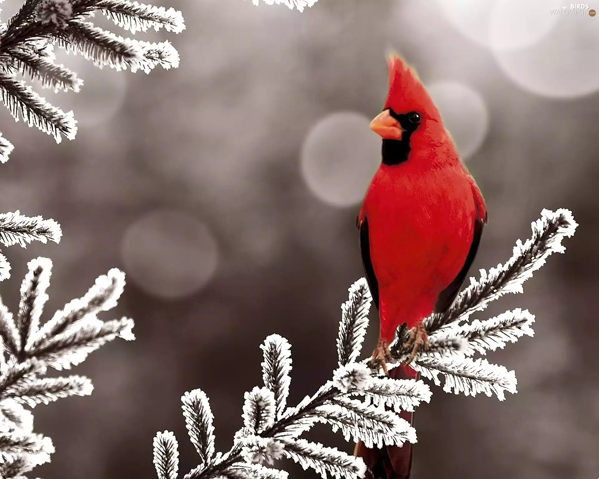 Bird, twig, White frost, cardinal