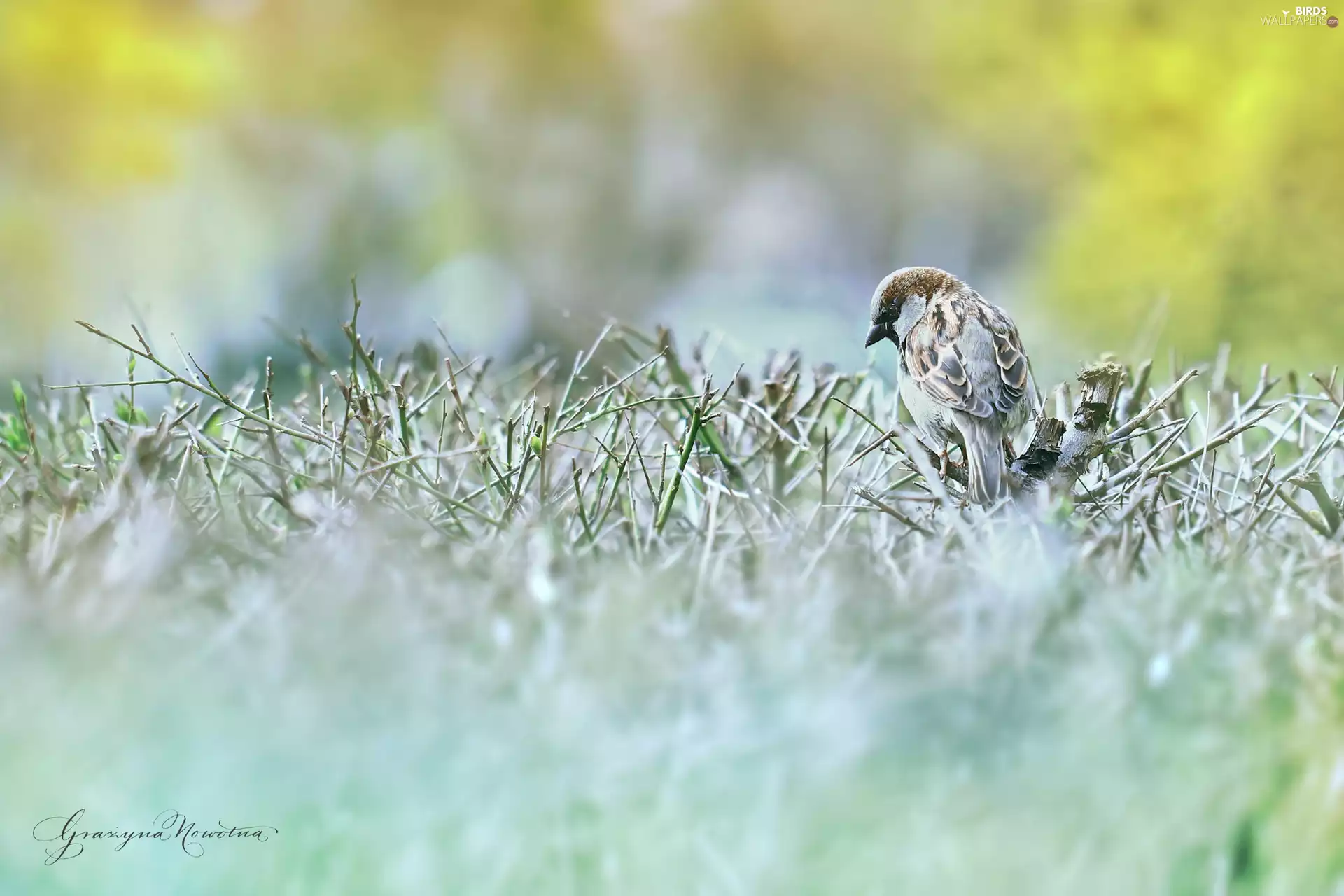 Twigs, sparrow, Bird