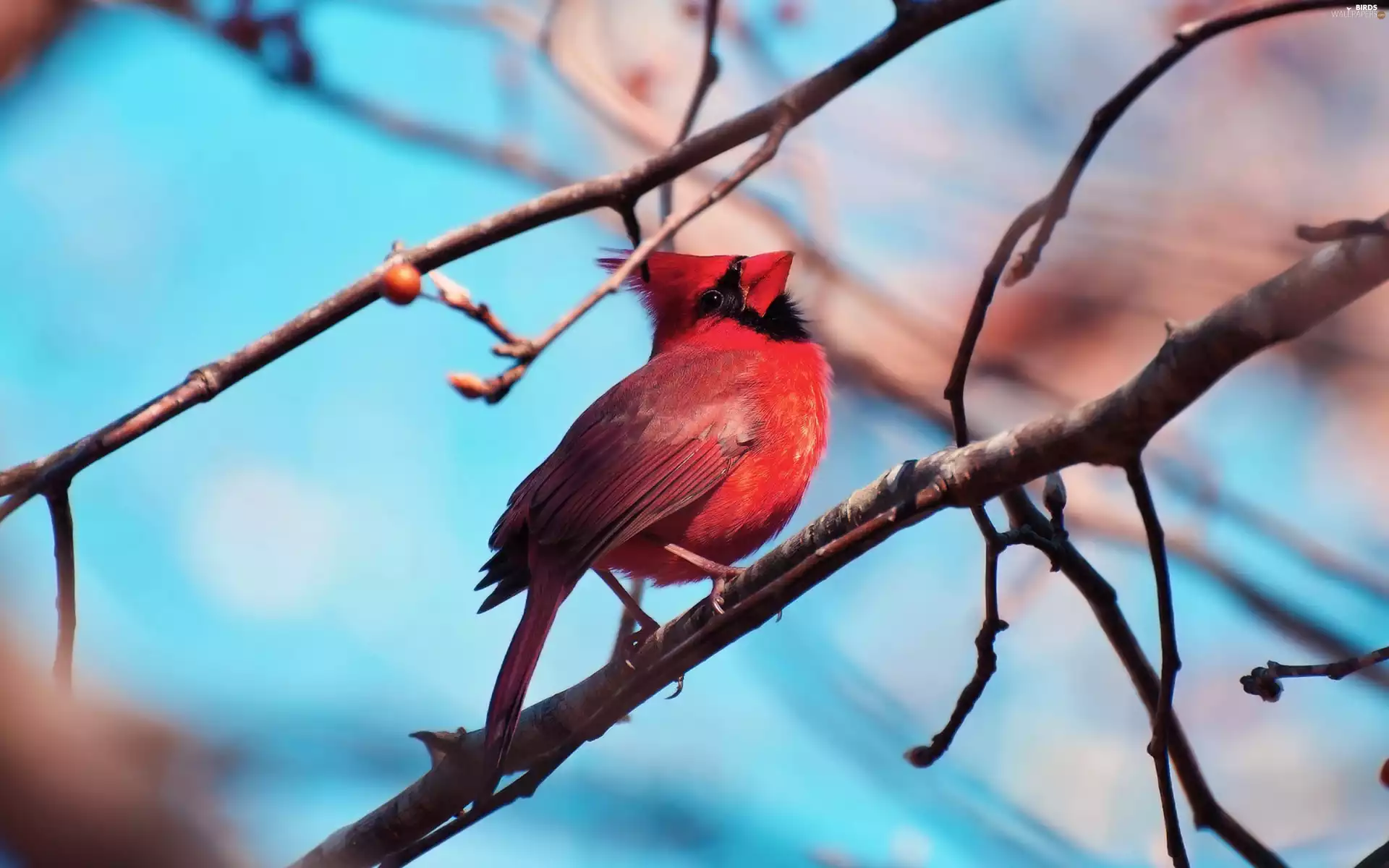 Twigs, Bird, cardinal