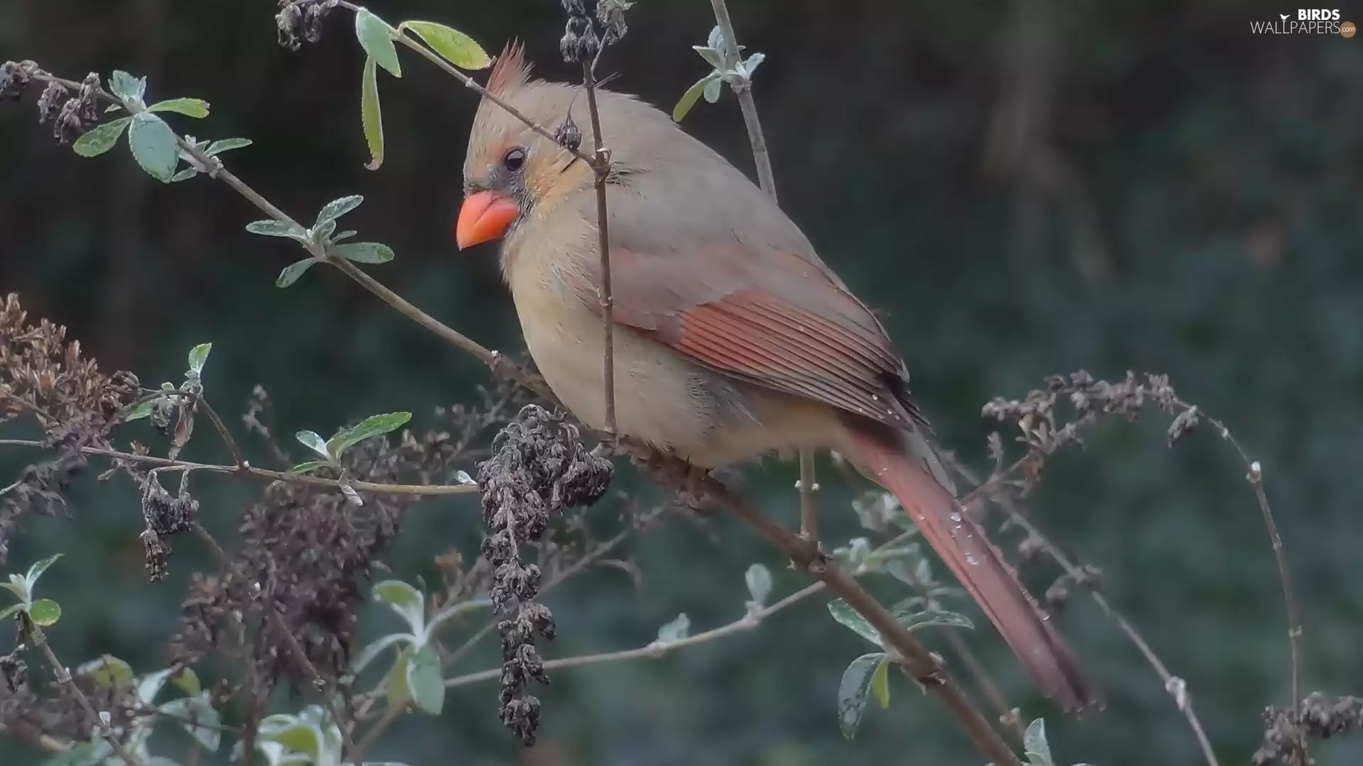 Twigs, Bird, cardinal