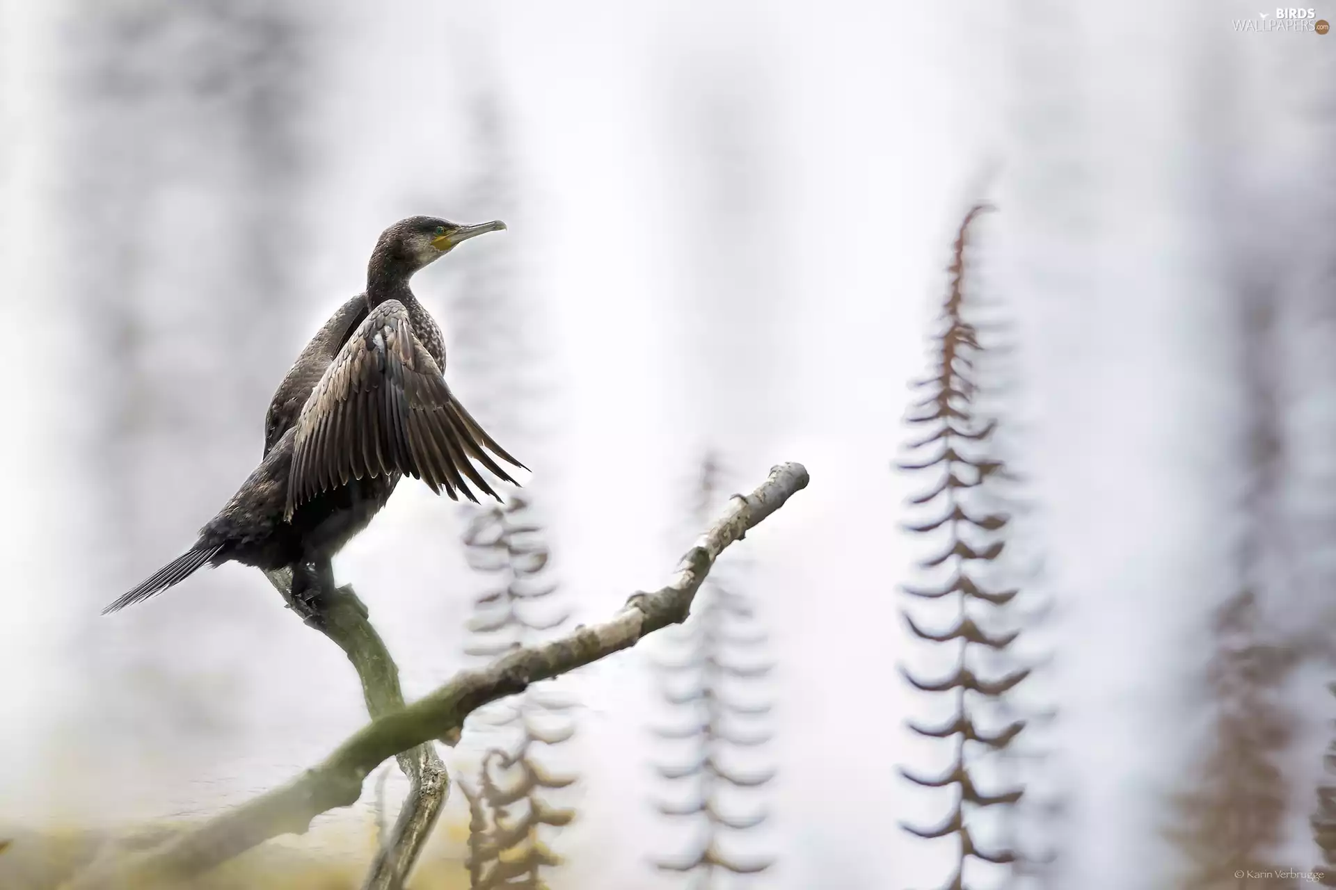 Twigs, Bird, cormorant