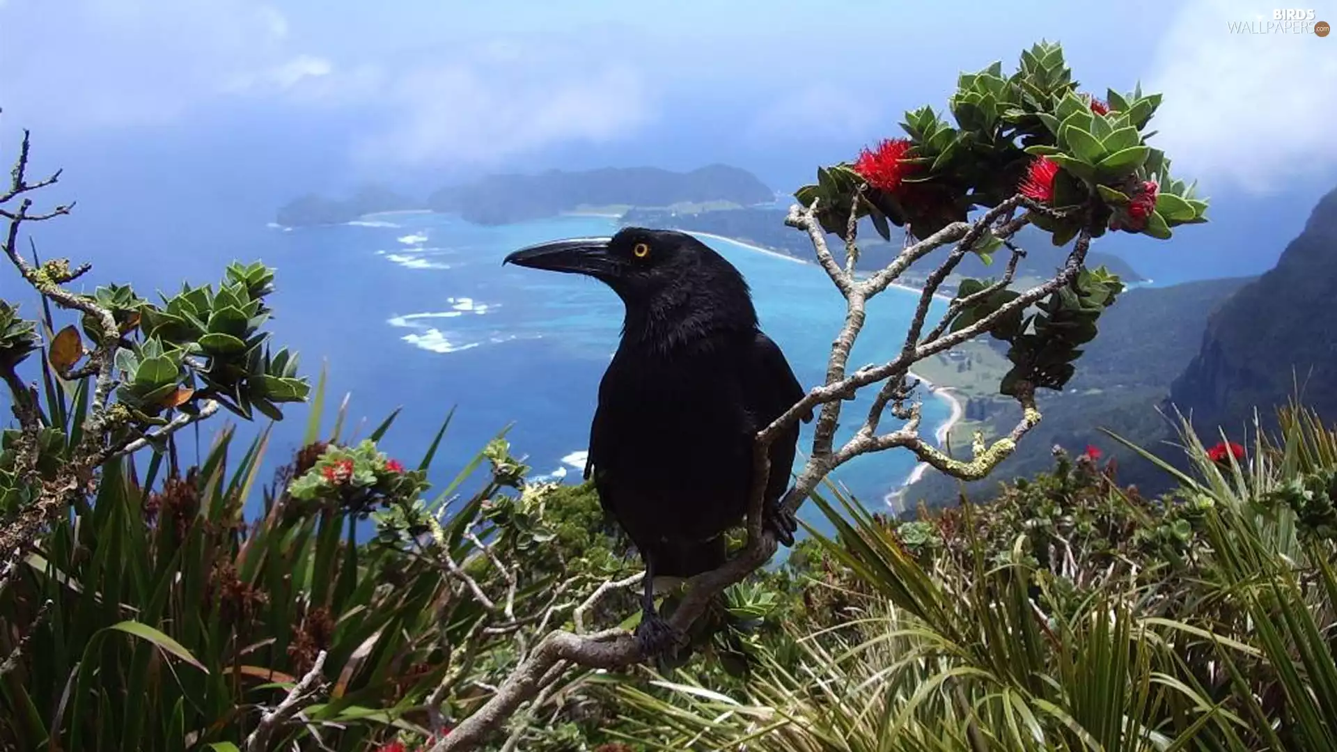 flourishing, Twigs, Crow, sea, Black