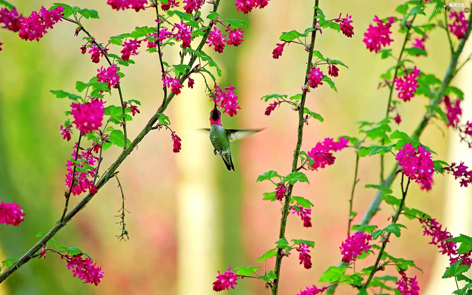 Flowers, humming-bird, Twigs